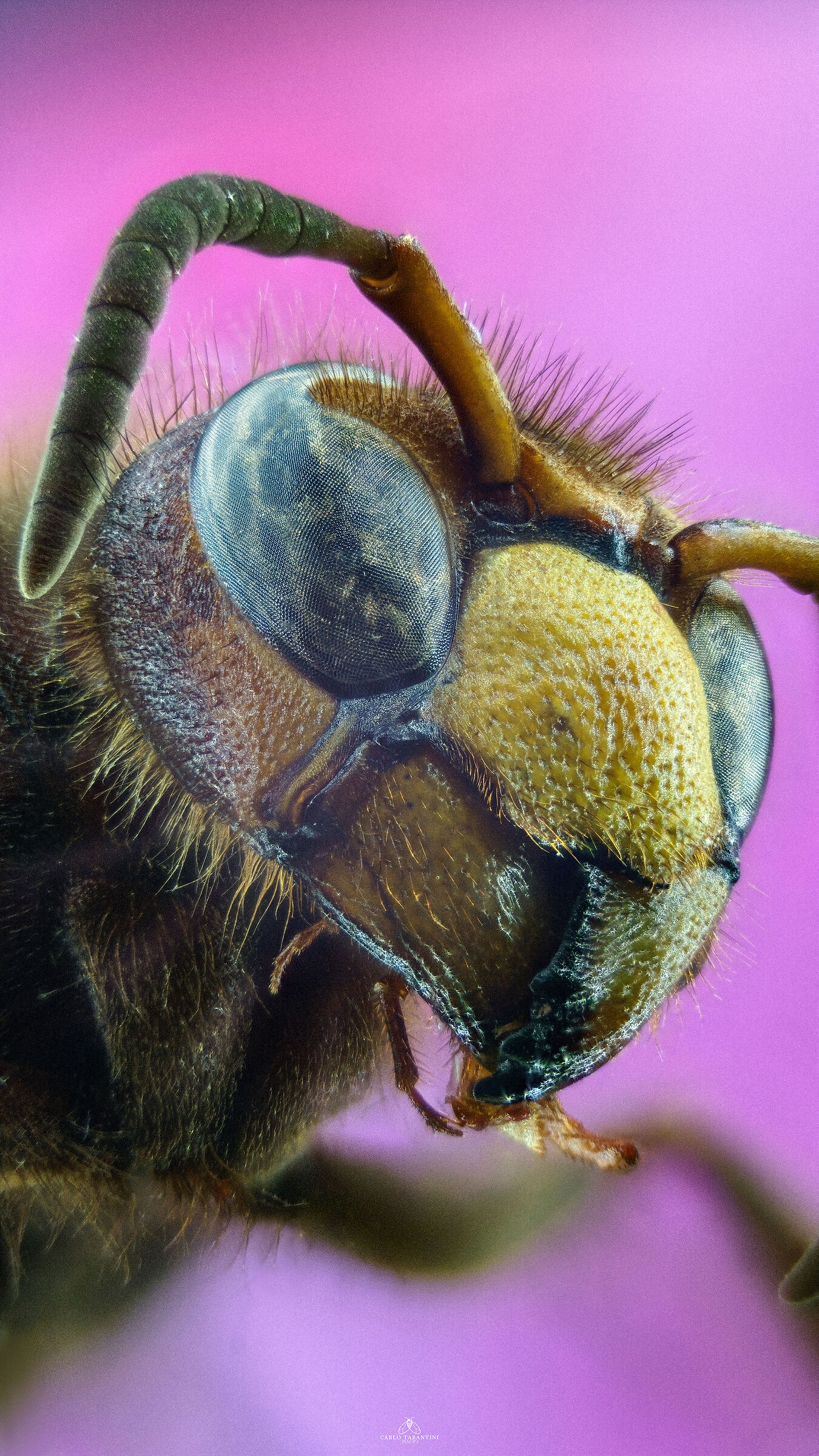 Vespa crabro germana