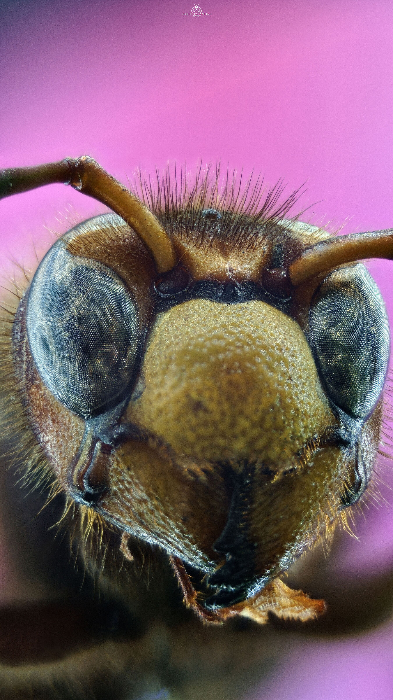 Vespa crabro germana