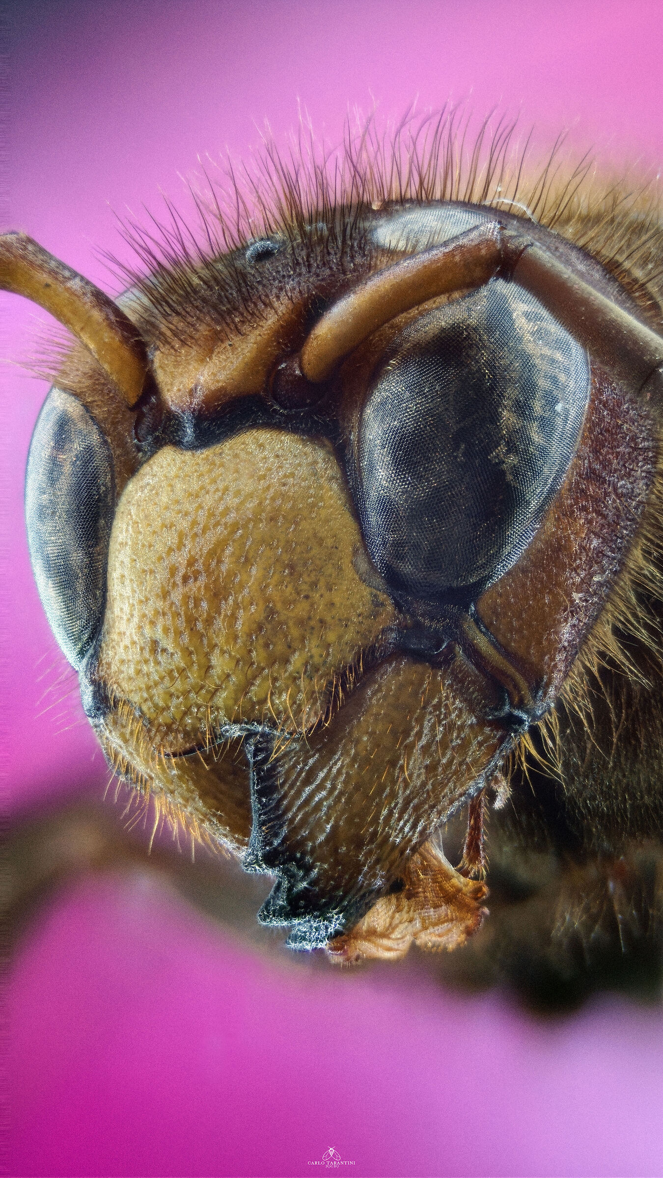 Vespa crabro germana