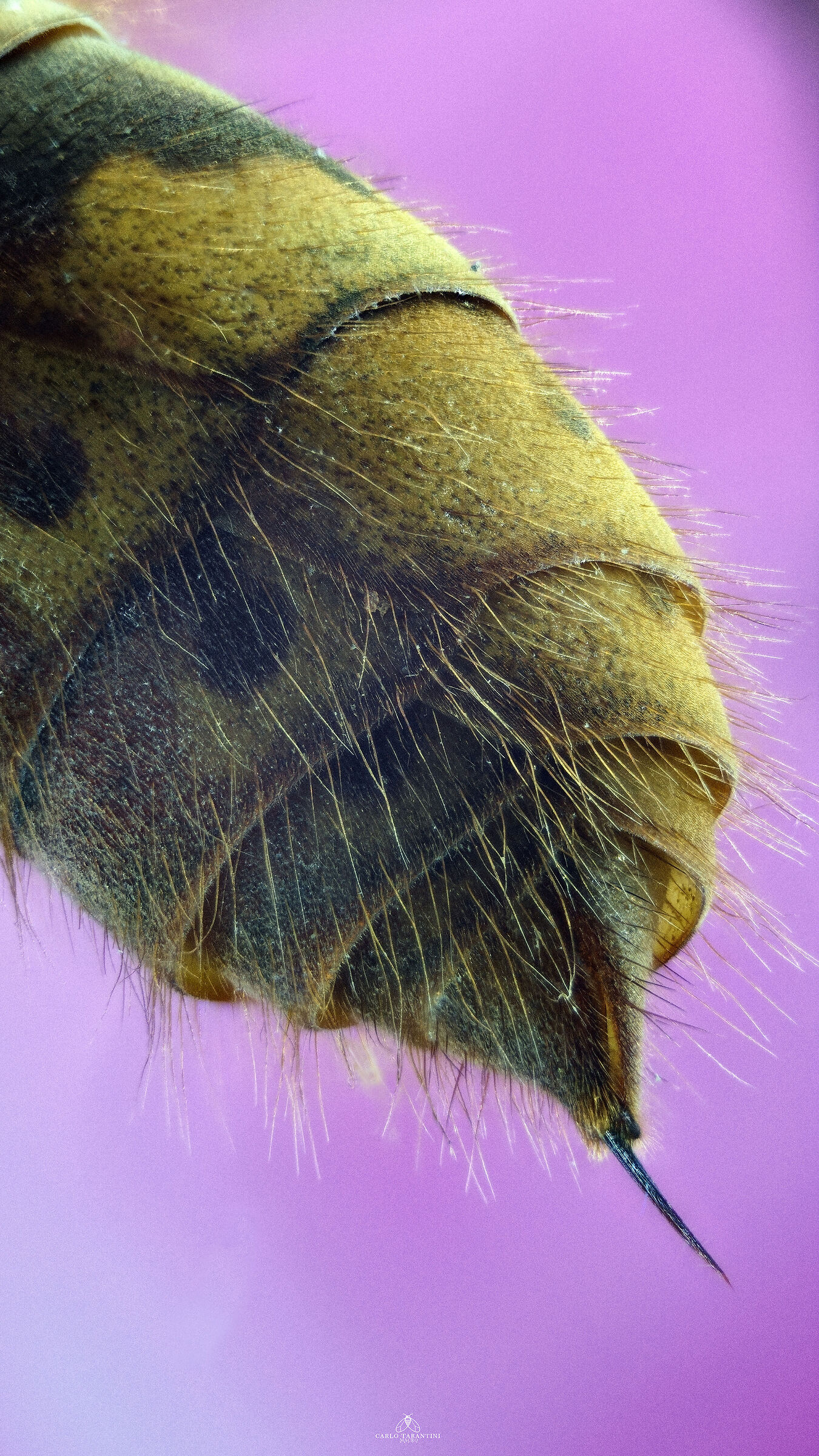 Vespa crabro germana - pungiglione