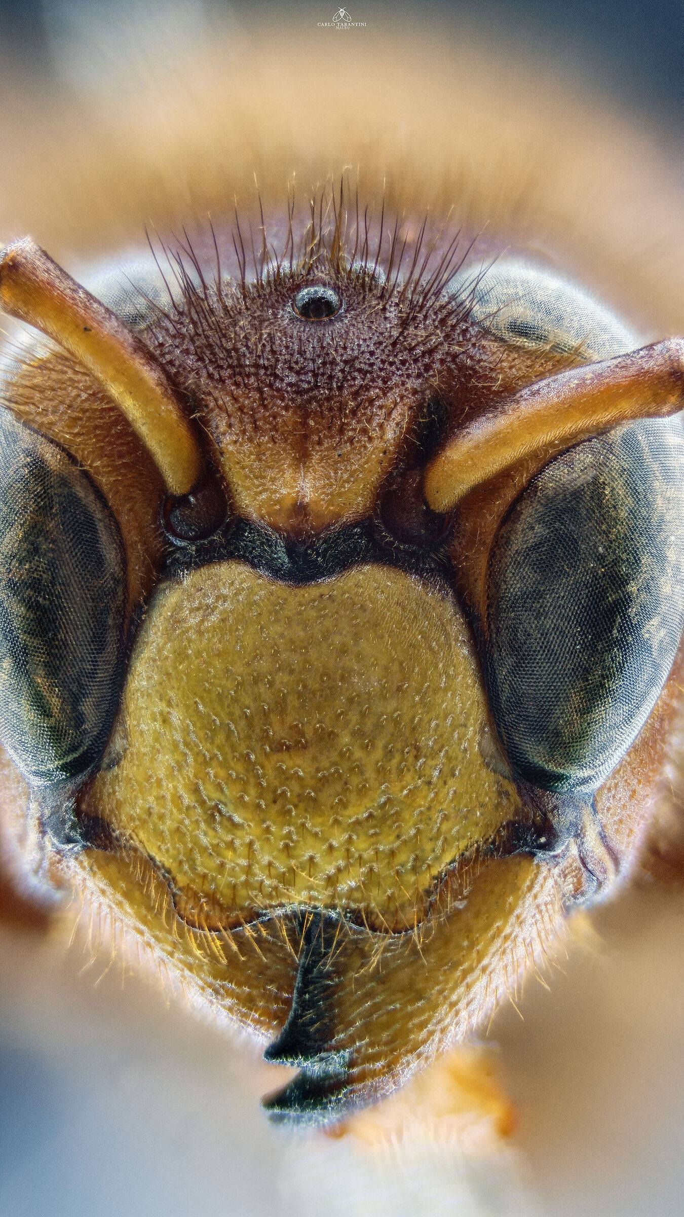 Vespa crabro germana