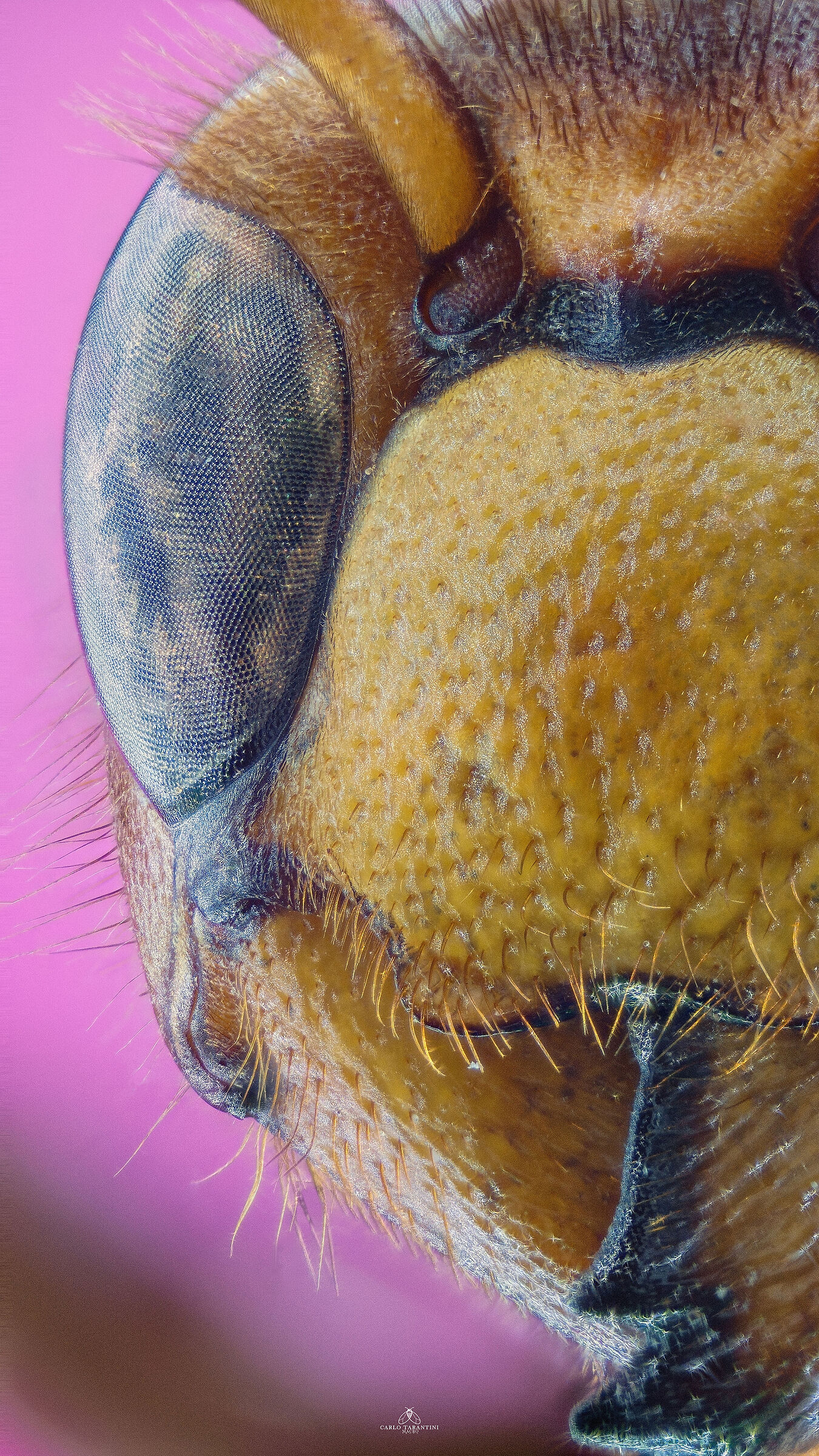 Vespa crabro germana