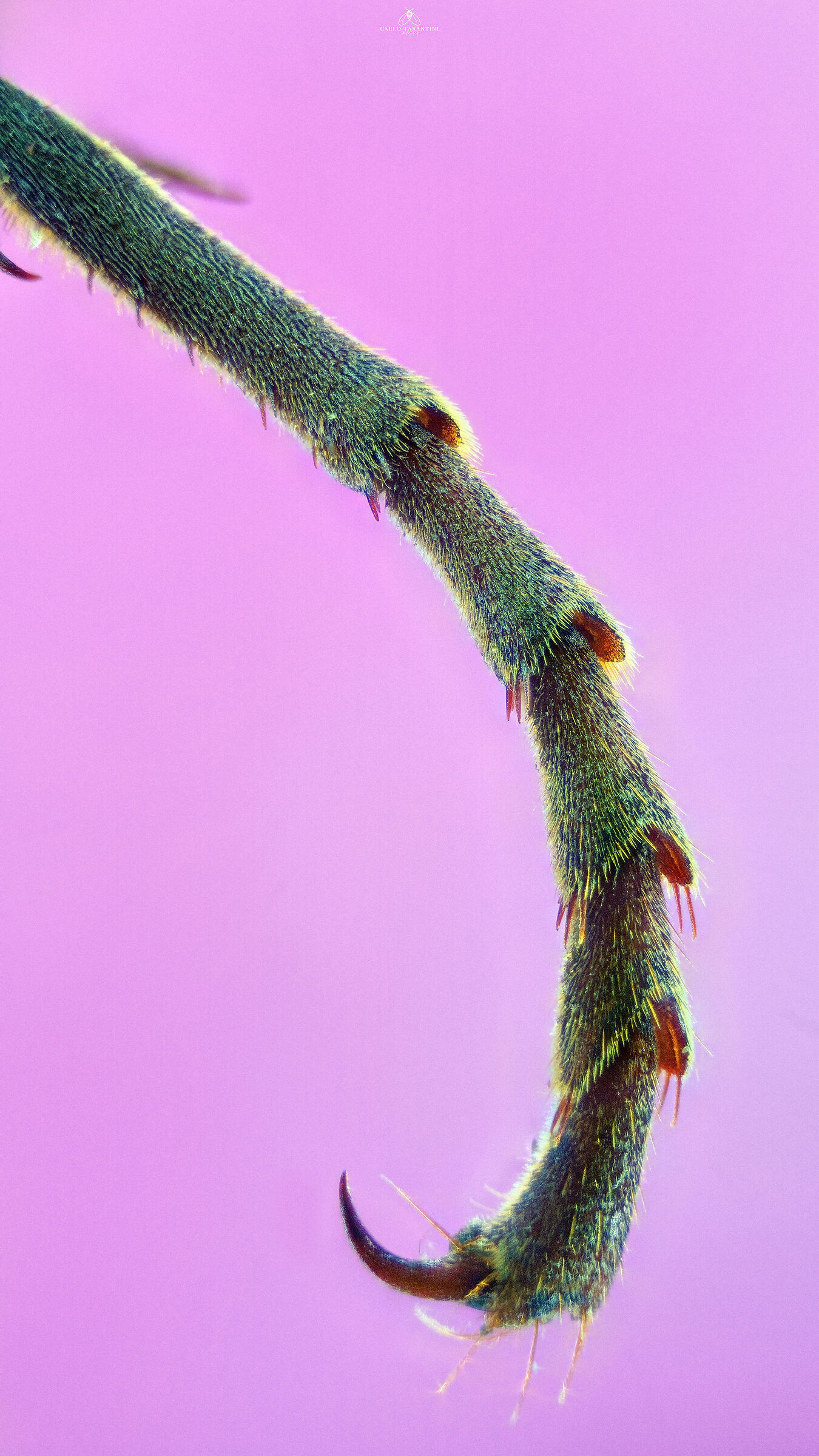 Vespa crabro germana - dettaglio zampa