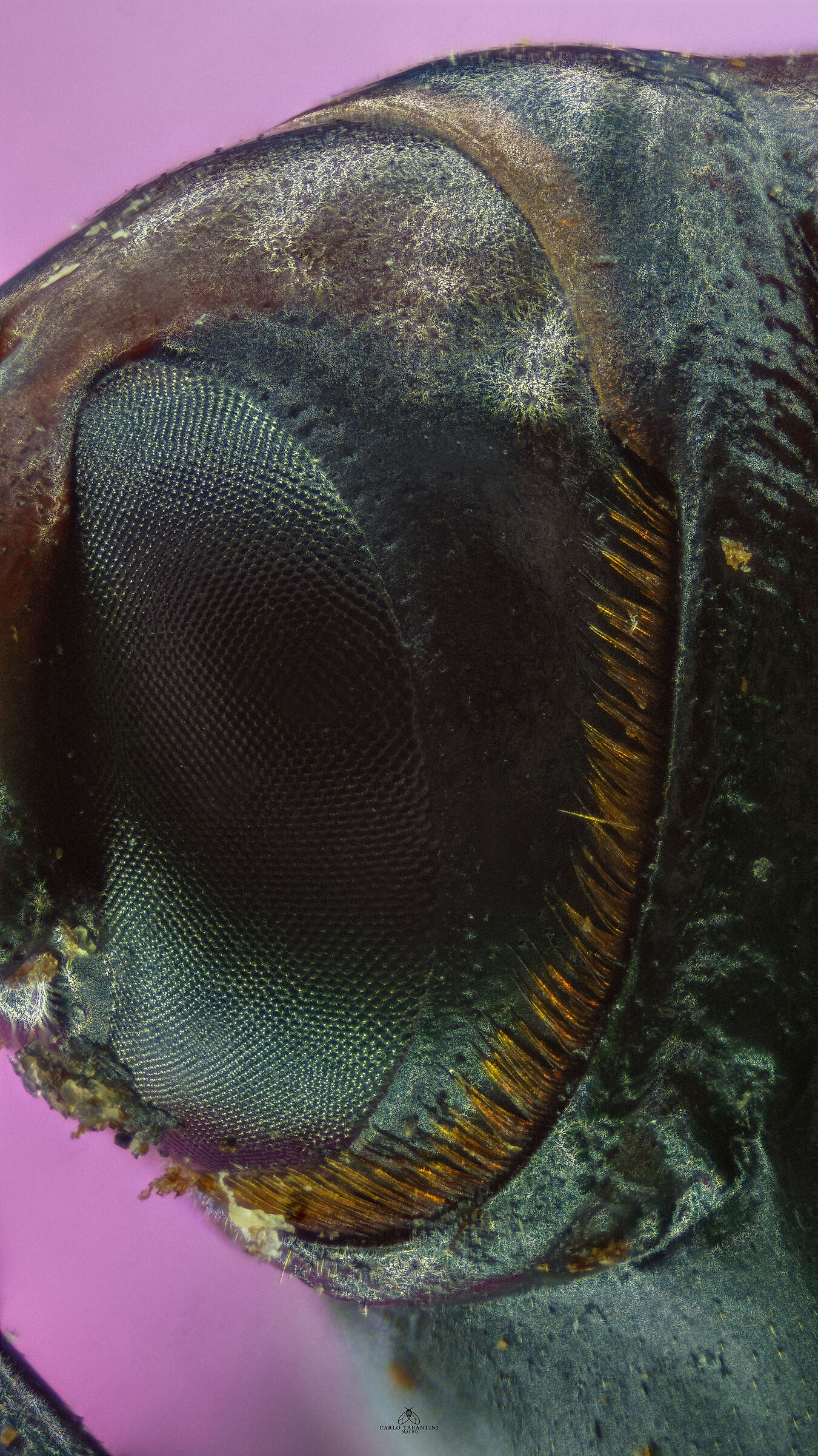 Punteruolo rosso della palma -Rhynchophorus ferrugineus