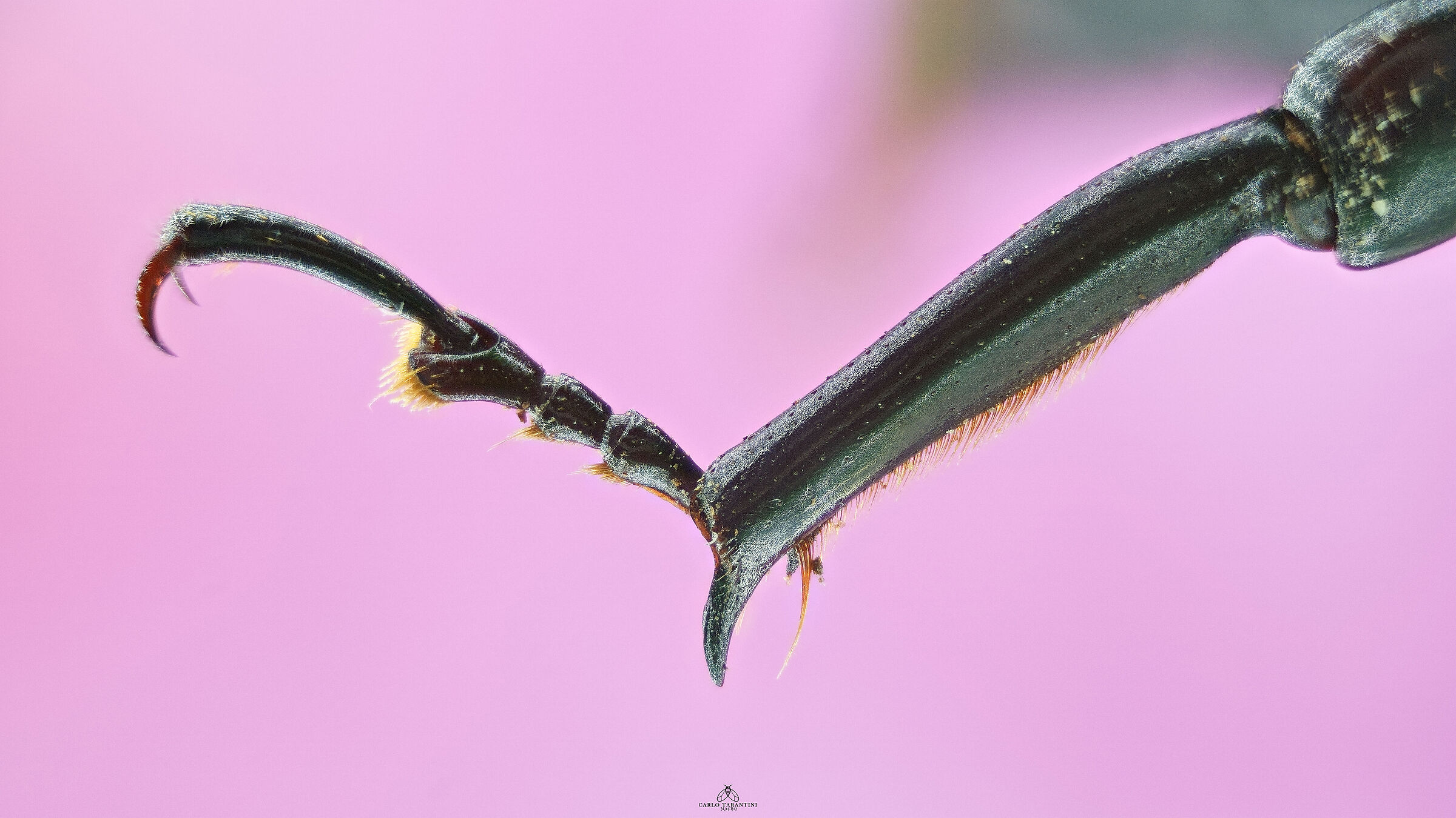 punteruolo rosso della palma - zampa