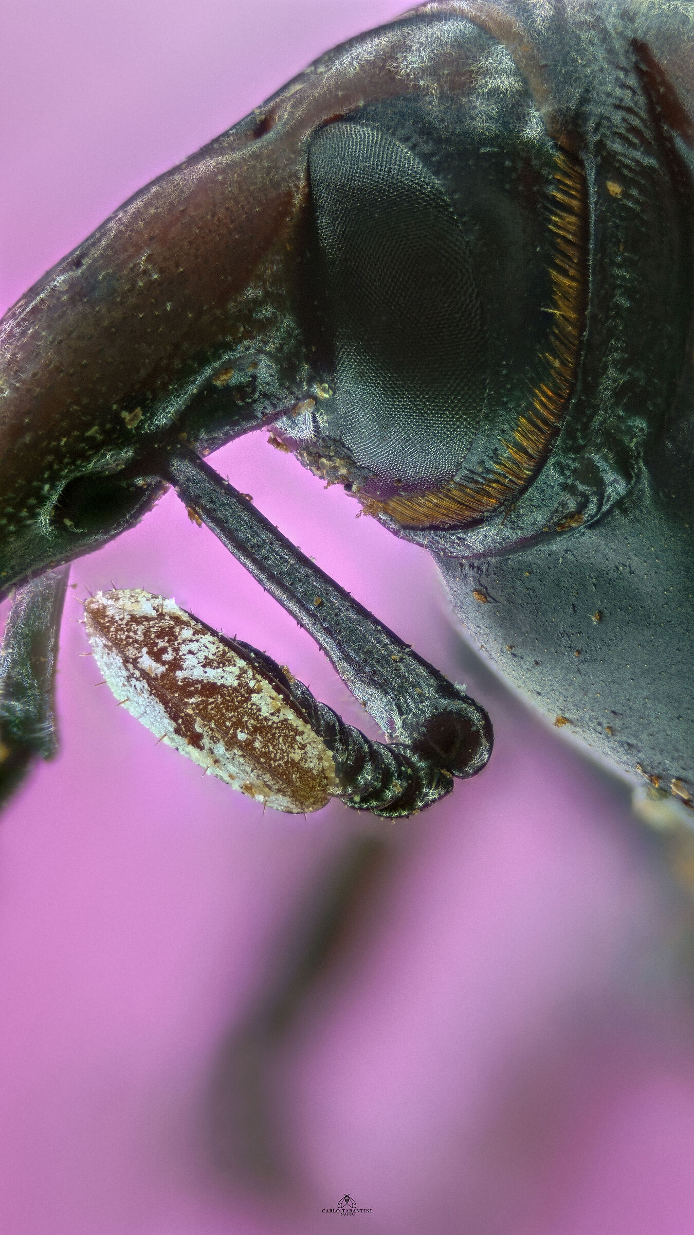 Punteruolo rosso della palma -Rhynchophorus ferrugineus