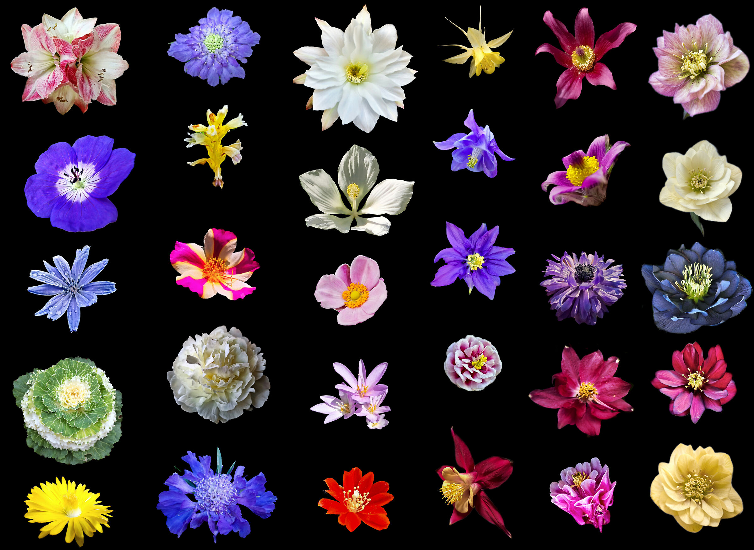 Collage flowers 2022