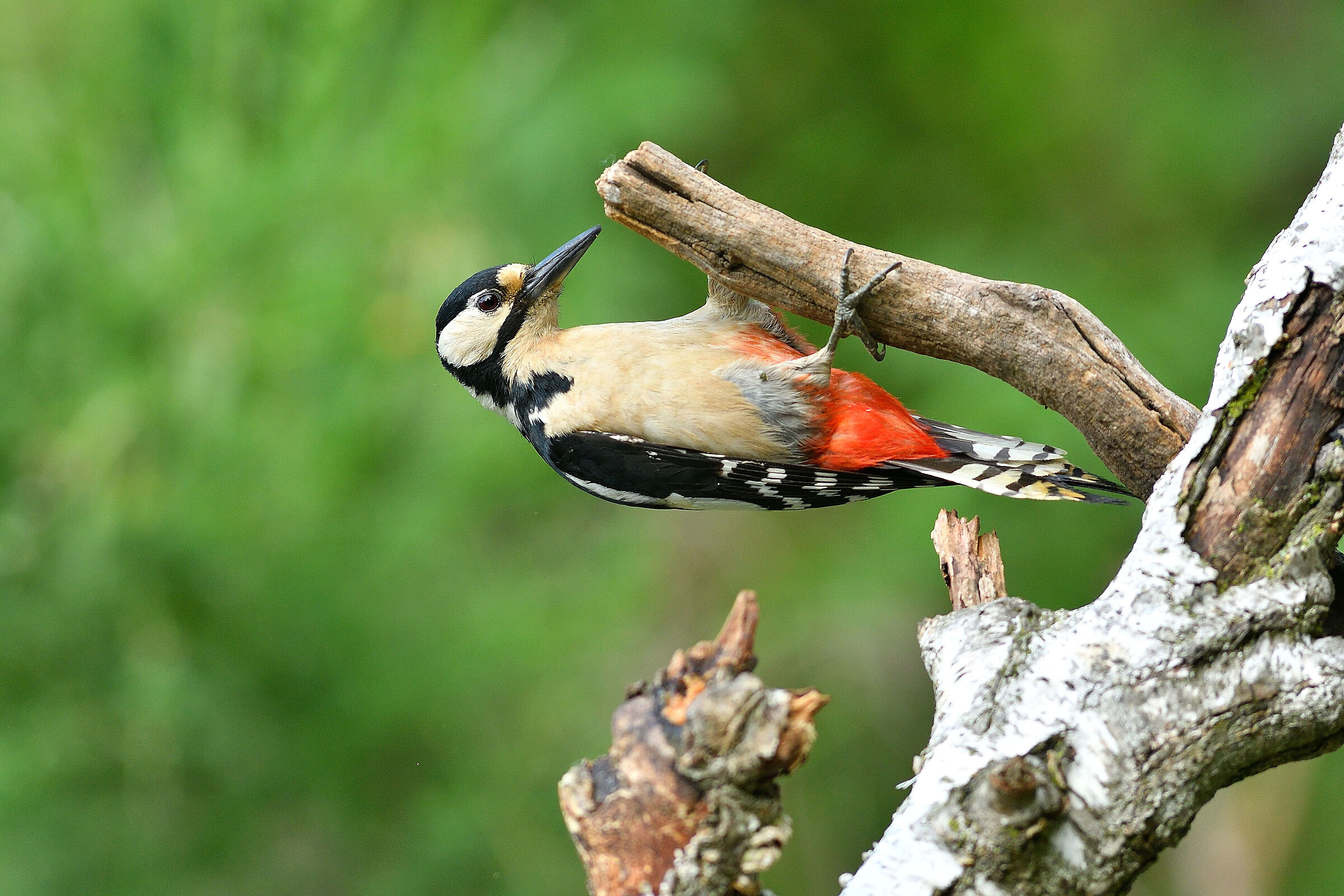 The acrobat of the woods..
