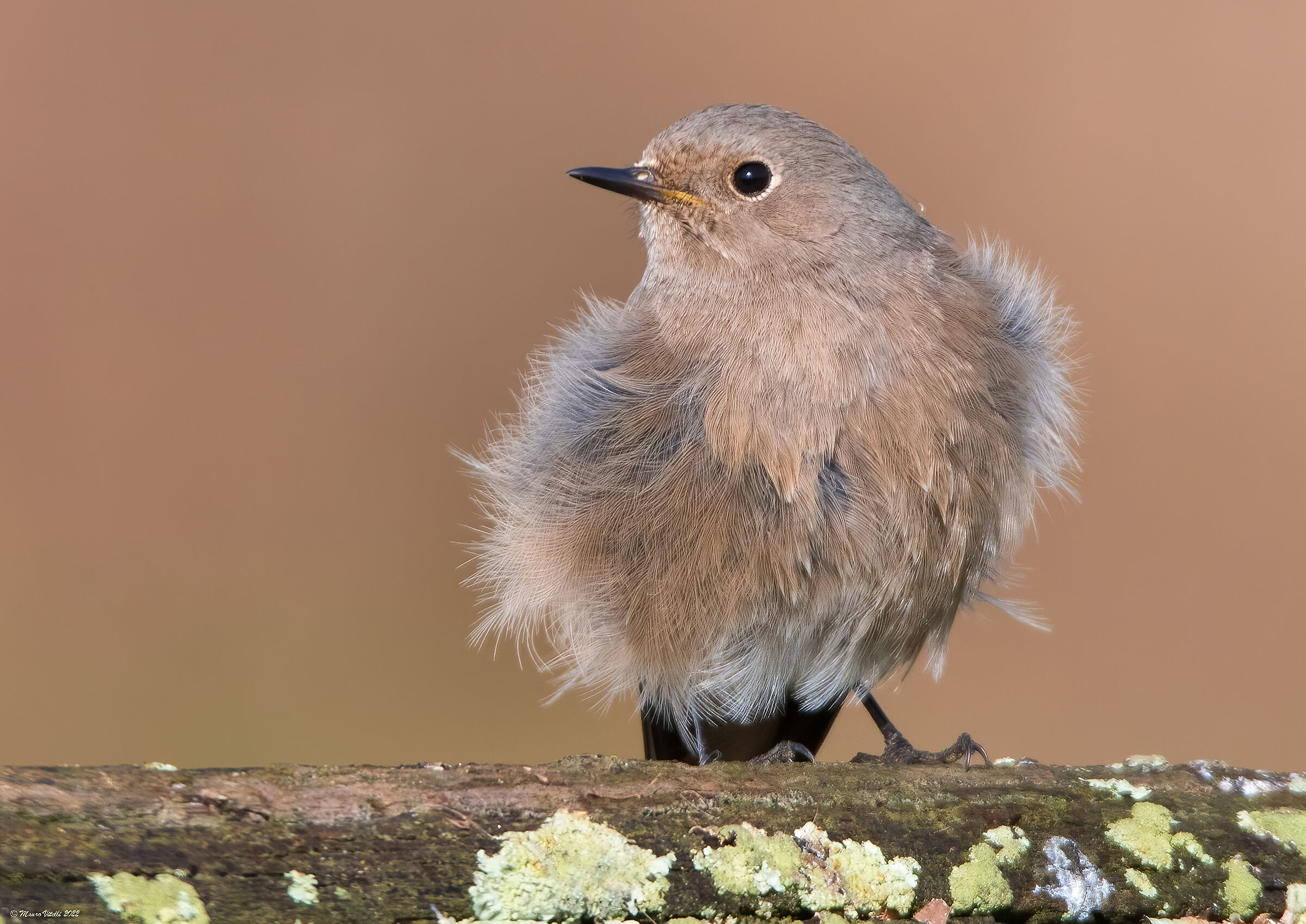 Redstart (Phoenicurus ochruros) F