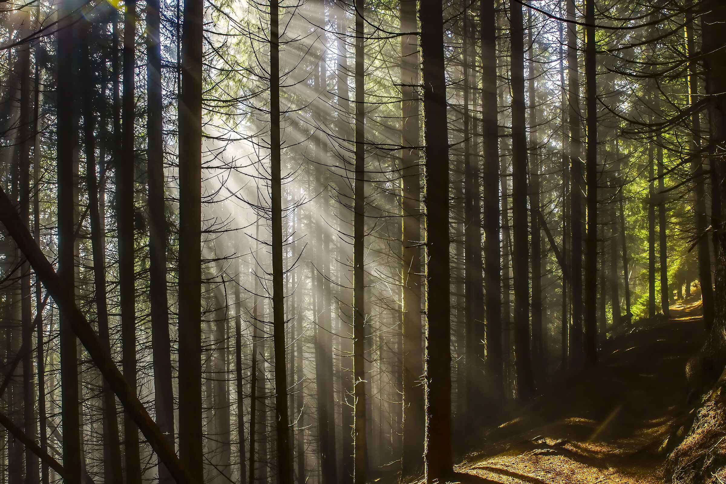 Rays of light in the forest