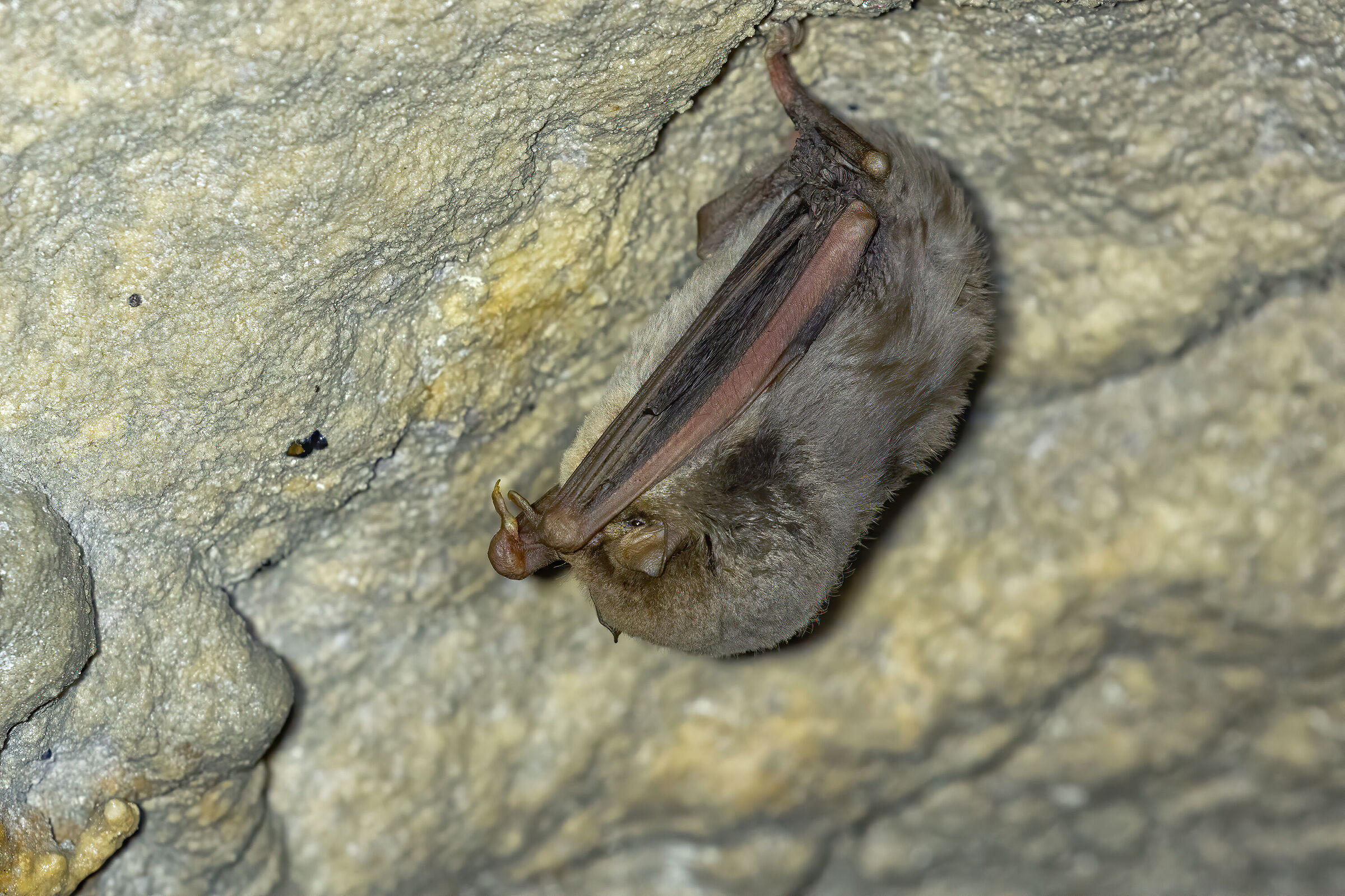 Miniottero di Schreiber