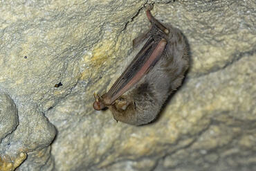 Miniopterus schreibersii