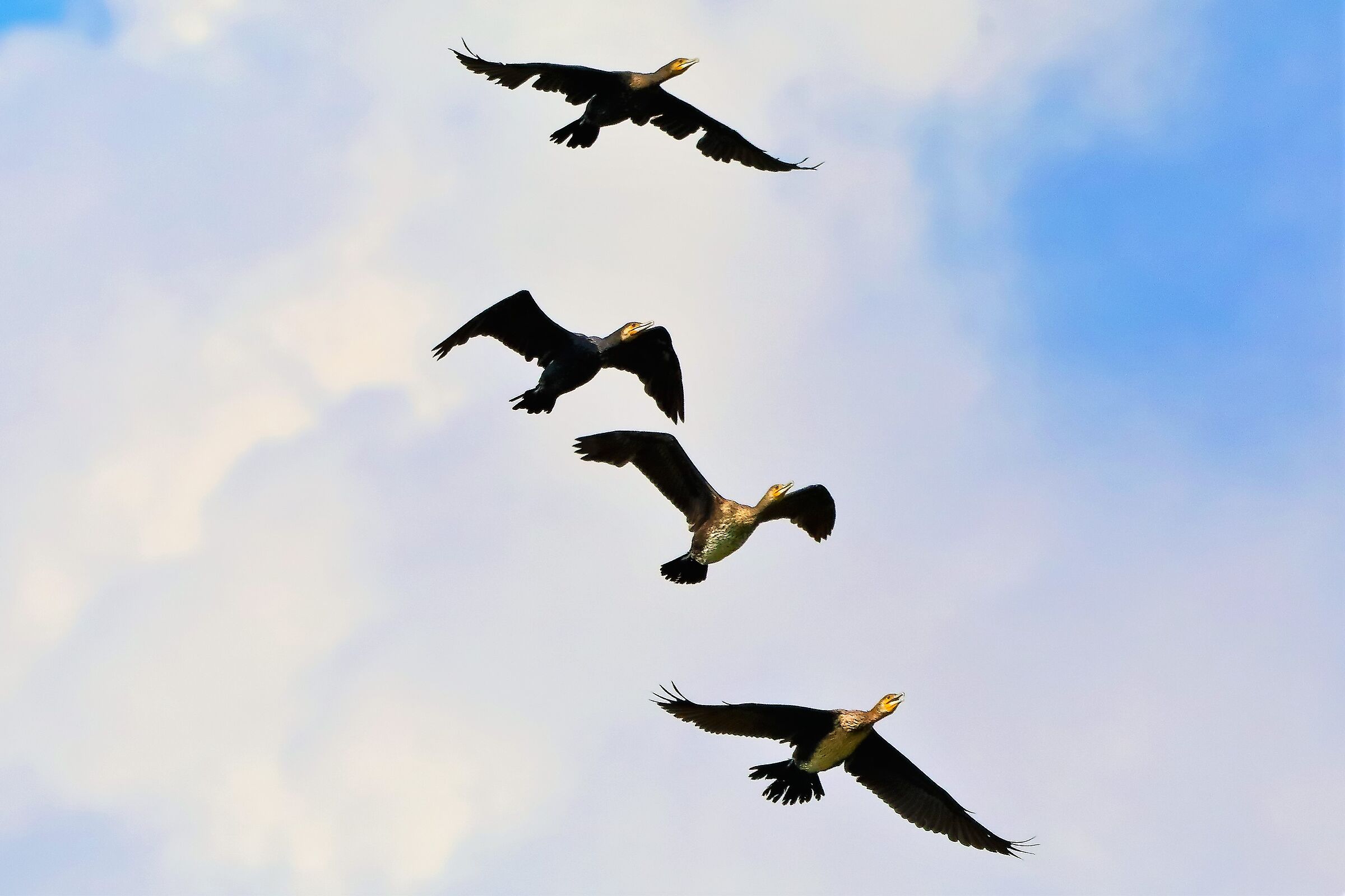 cormorani 05-09-2022