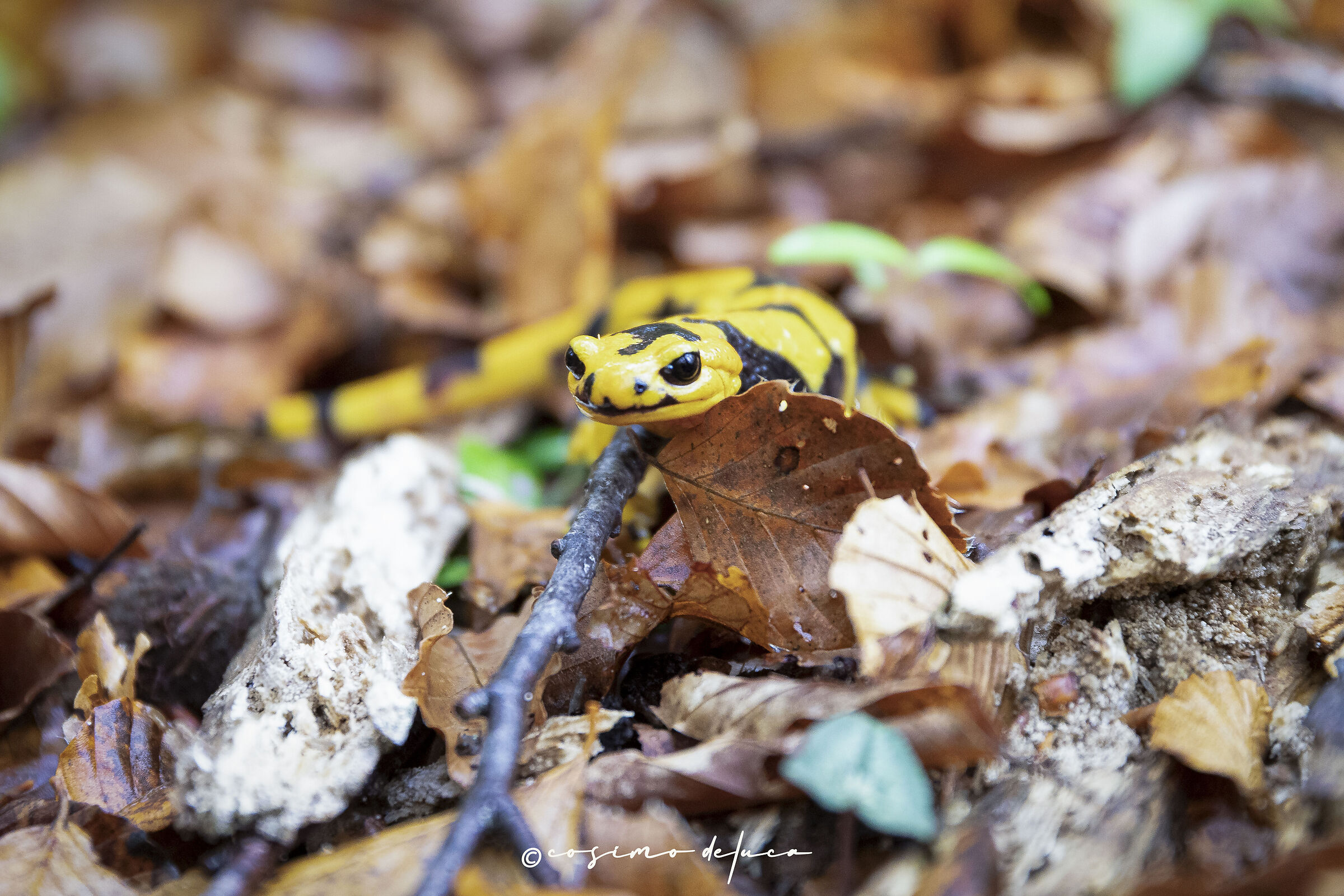 Spotted salamander
