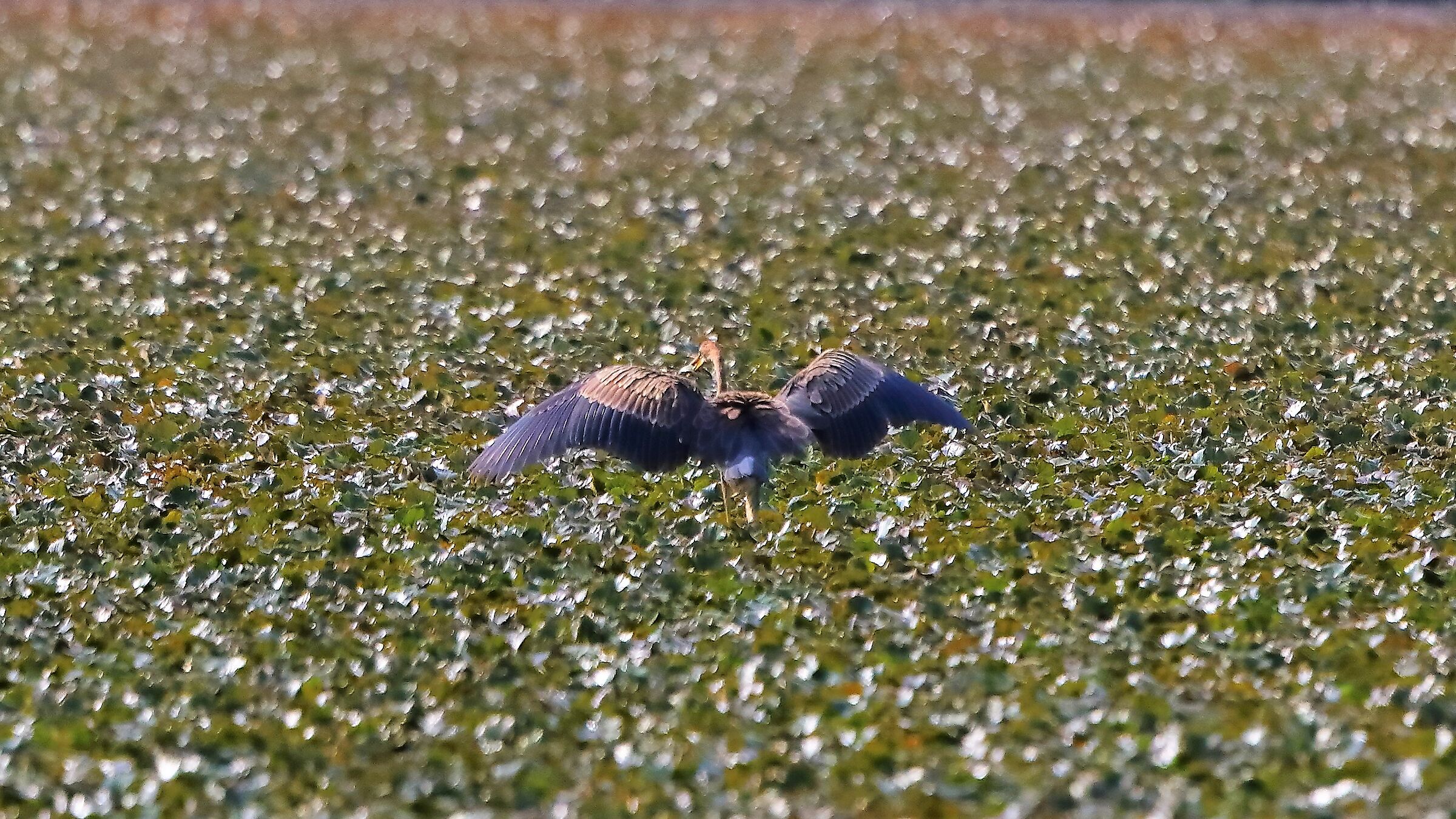 airone rosso 05-09-2022