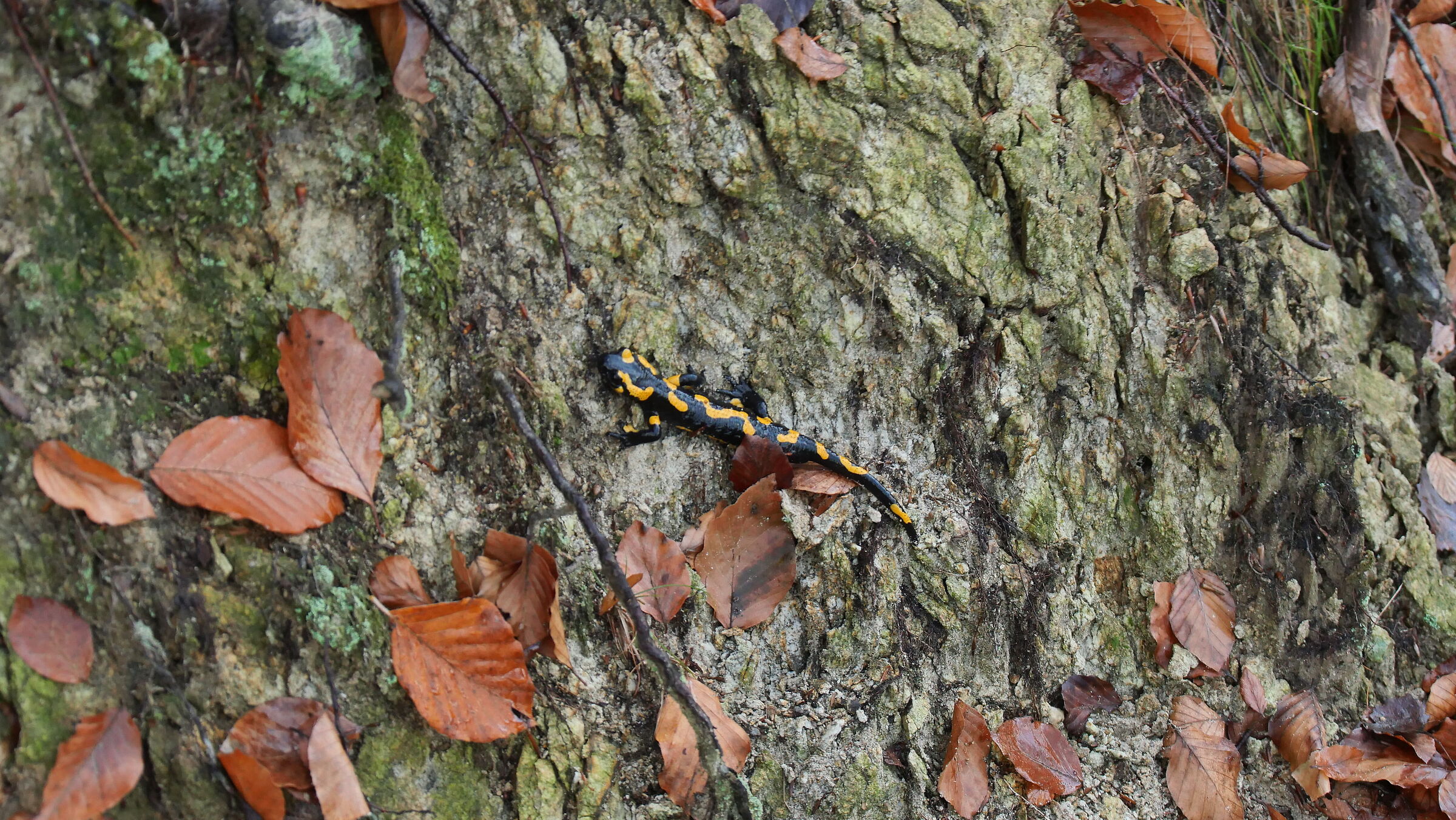 Autunno a Giaveno con Salamandra in posa