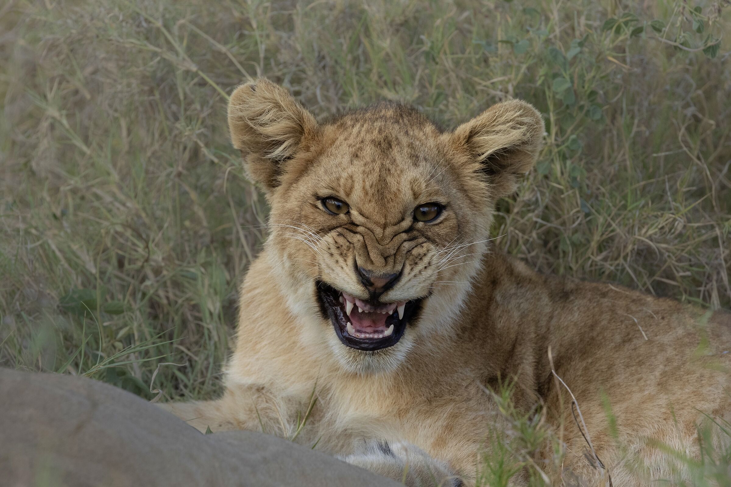 One day I will be king!