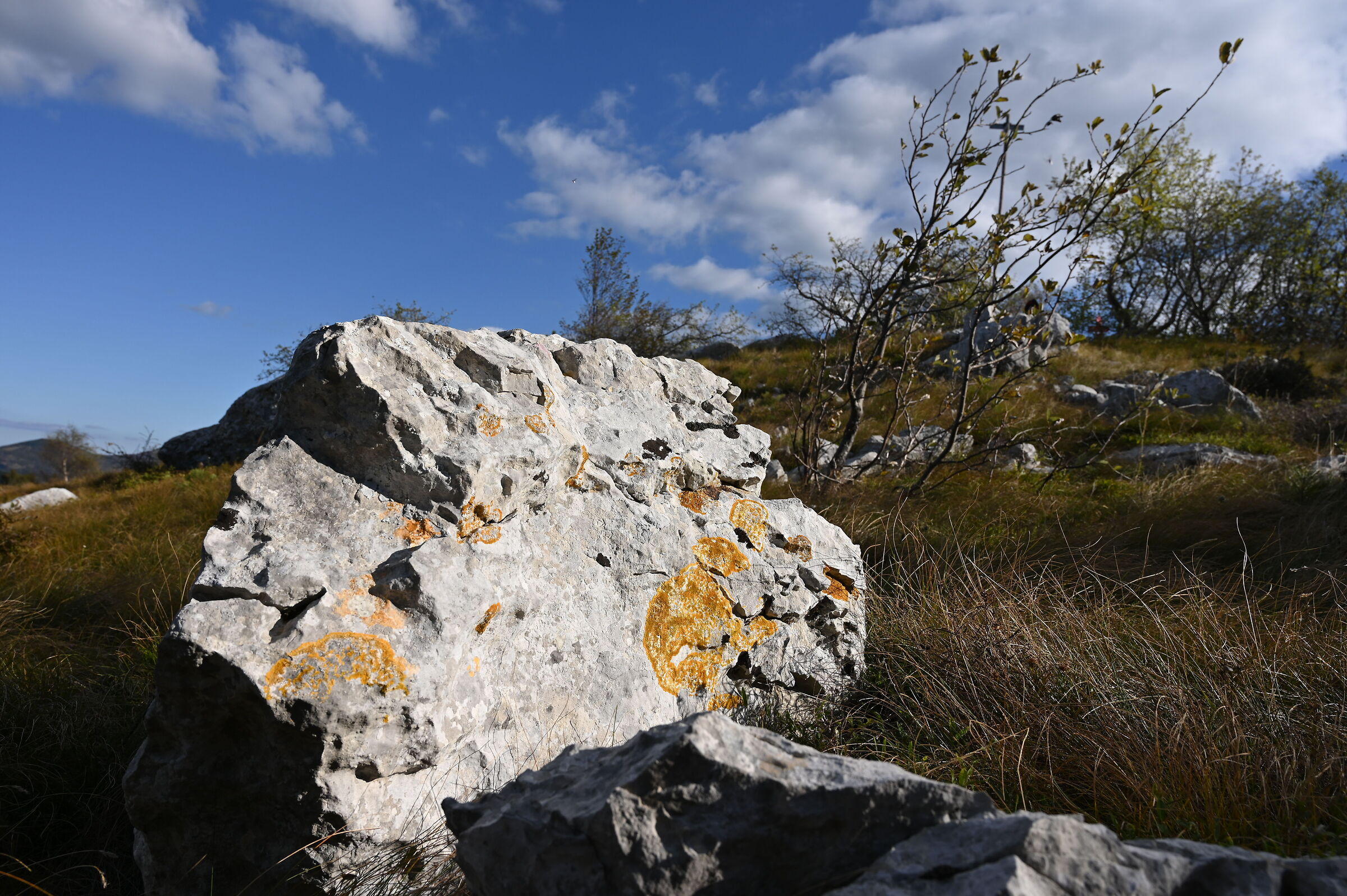 lichene e calcare carsico