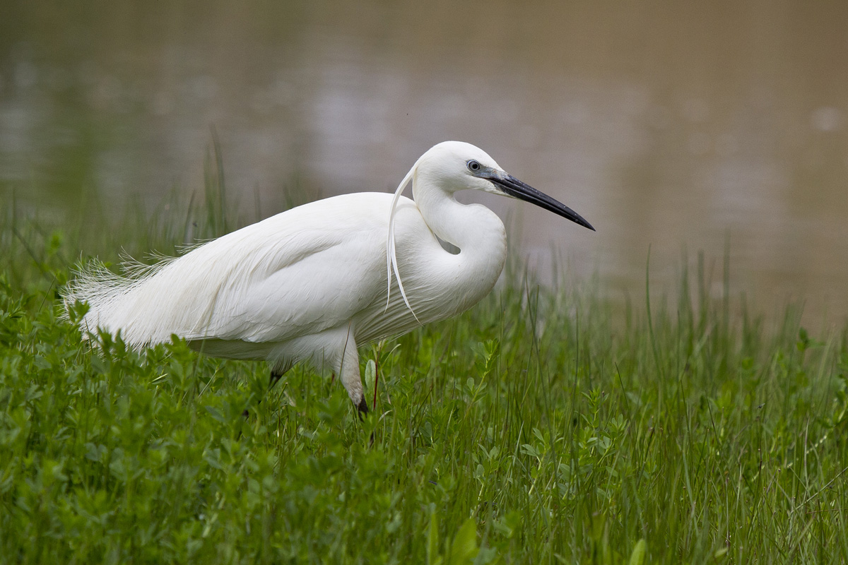 A livery Egret in Spring