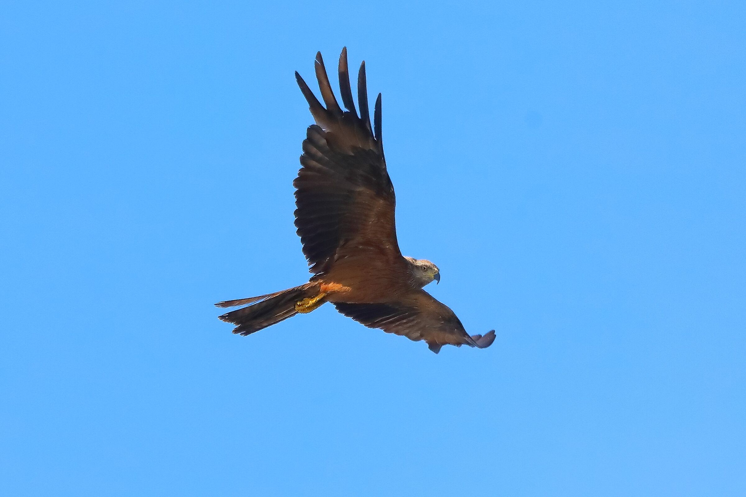 Nibbio bruno 08-08-2022