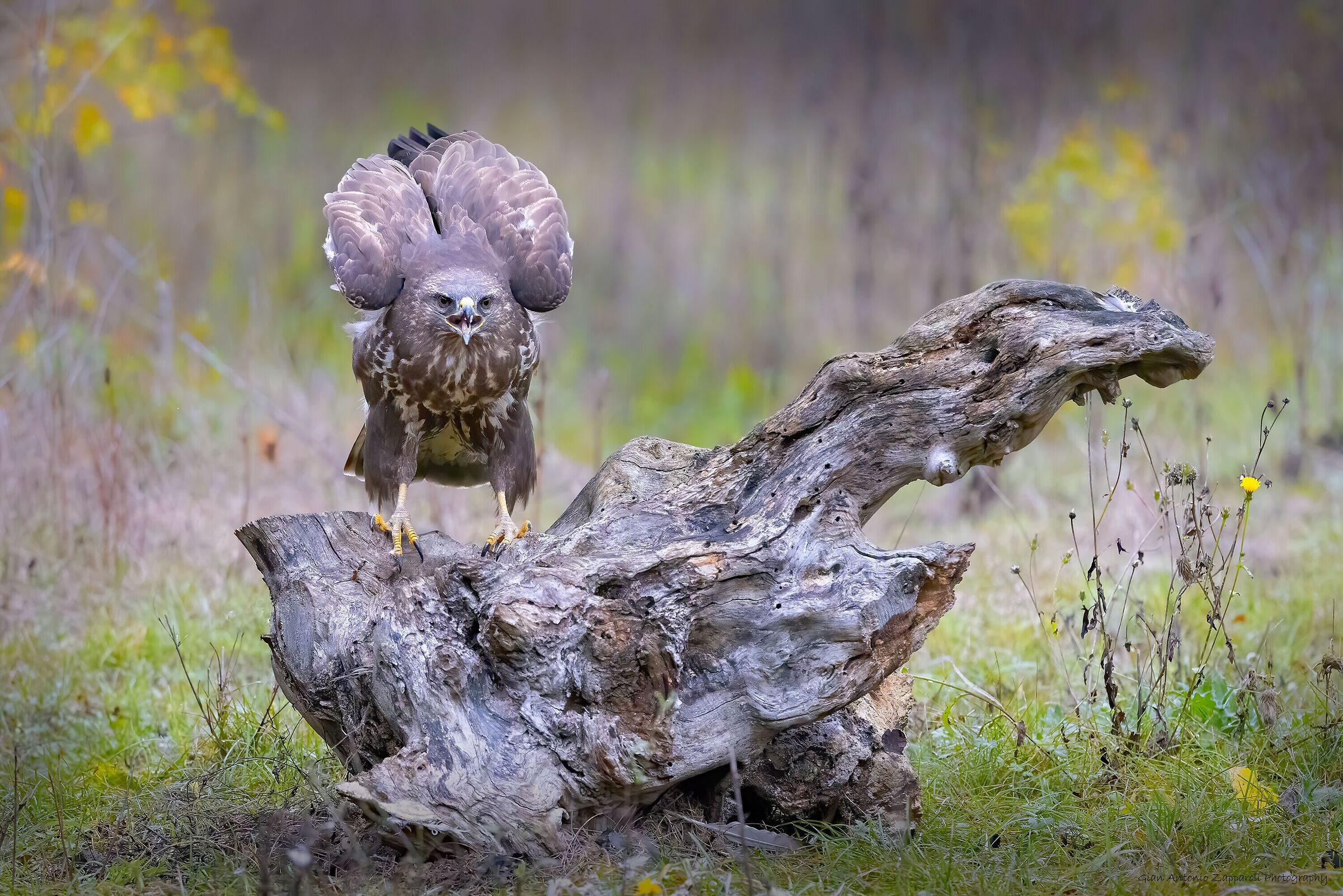 L'urlo della Poiana (Buteo buteo)