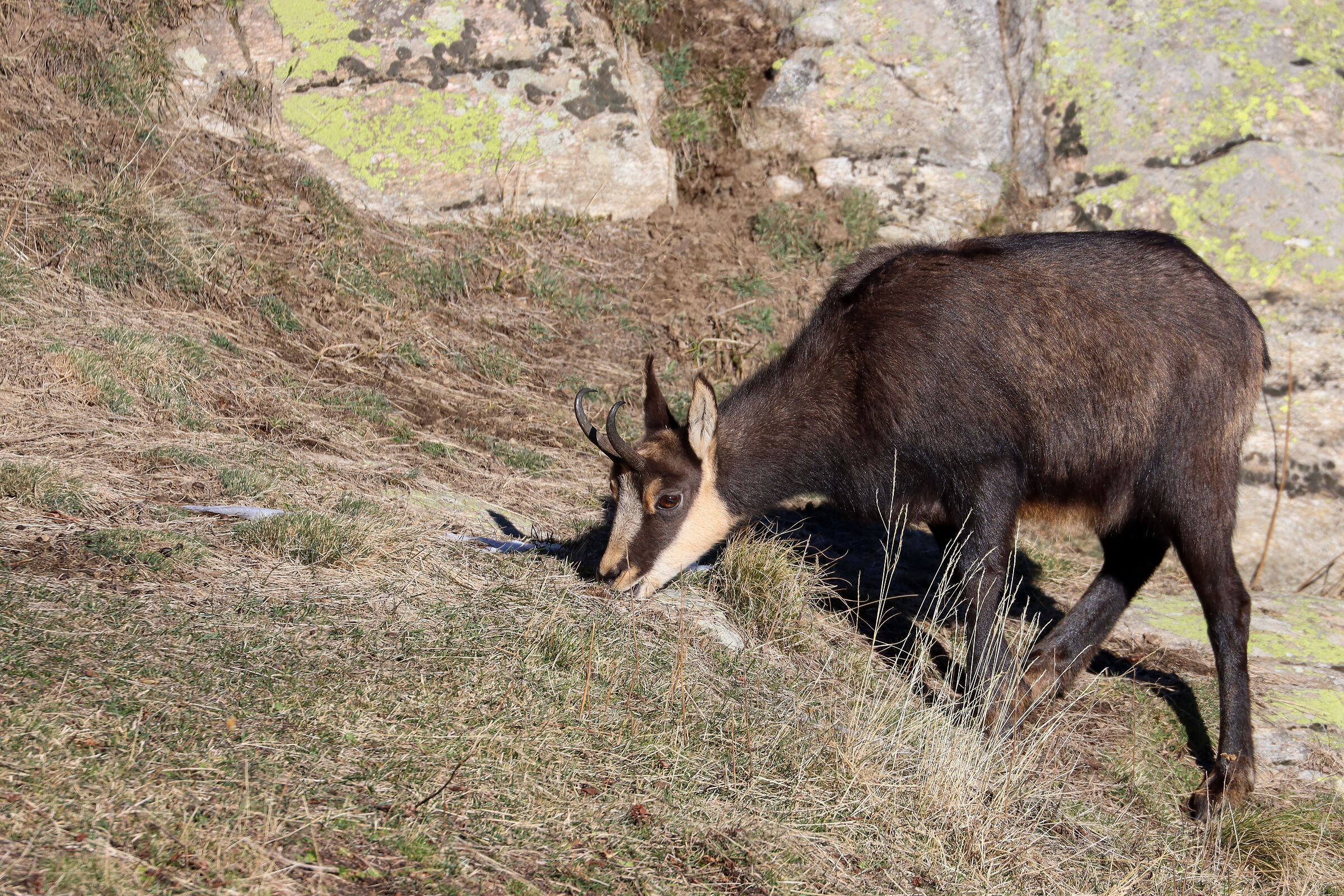 Grazing chamois