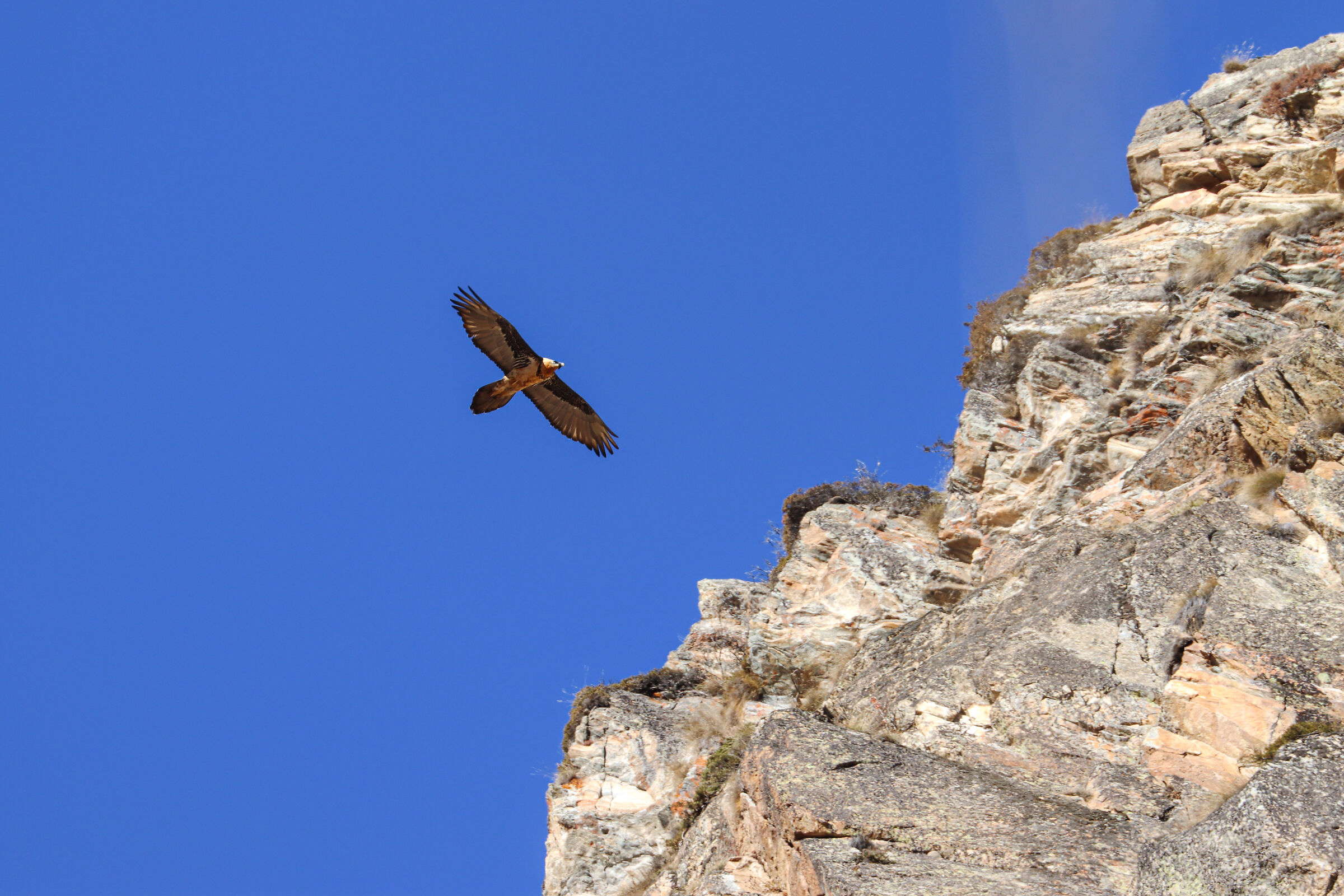 Bearded vulture