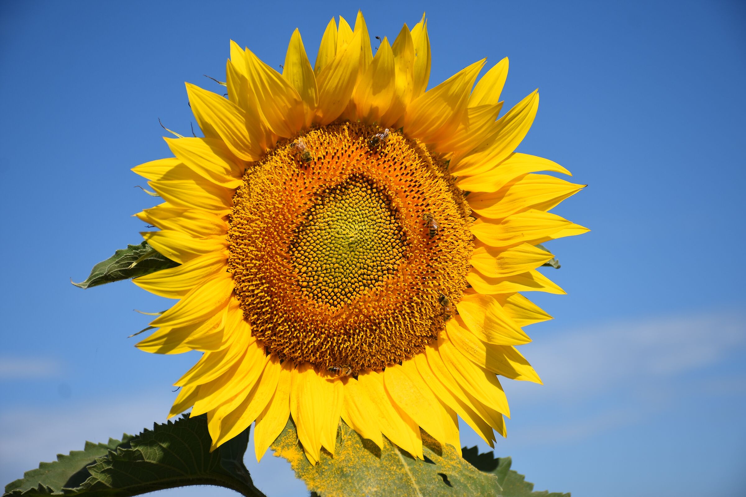 sunflower with guests