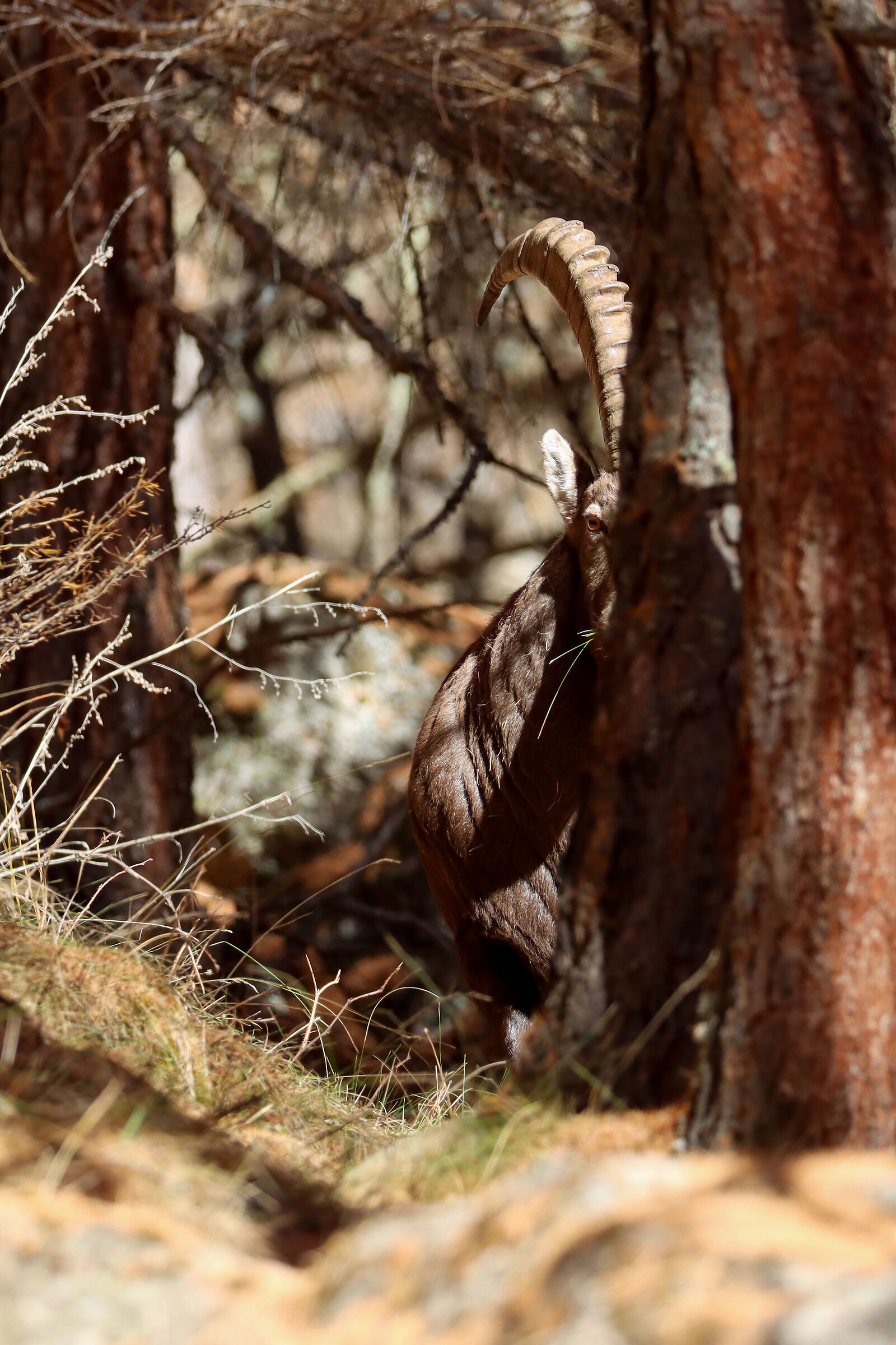 Ibex... lurking!  :-)