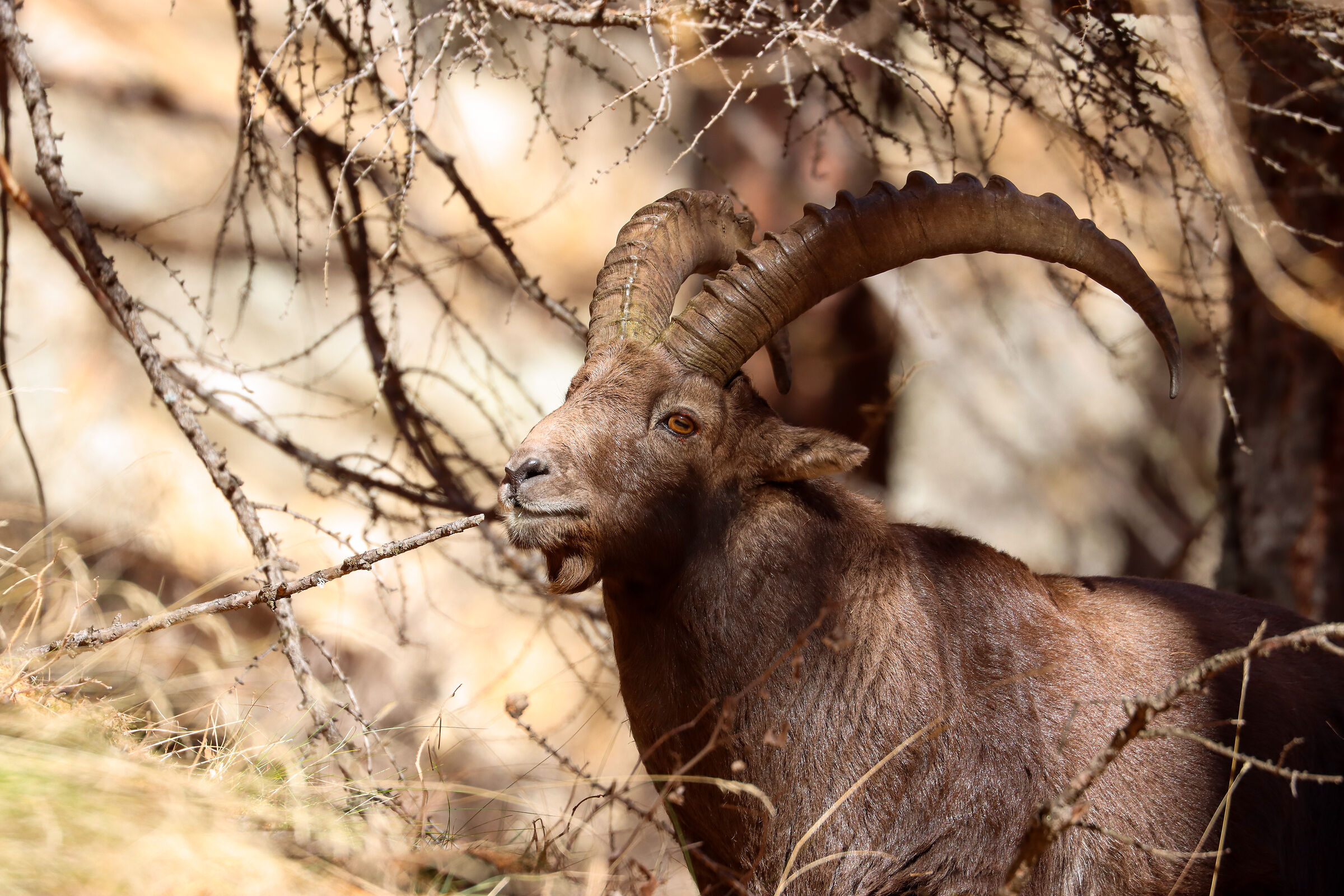 Vain ibex