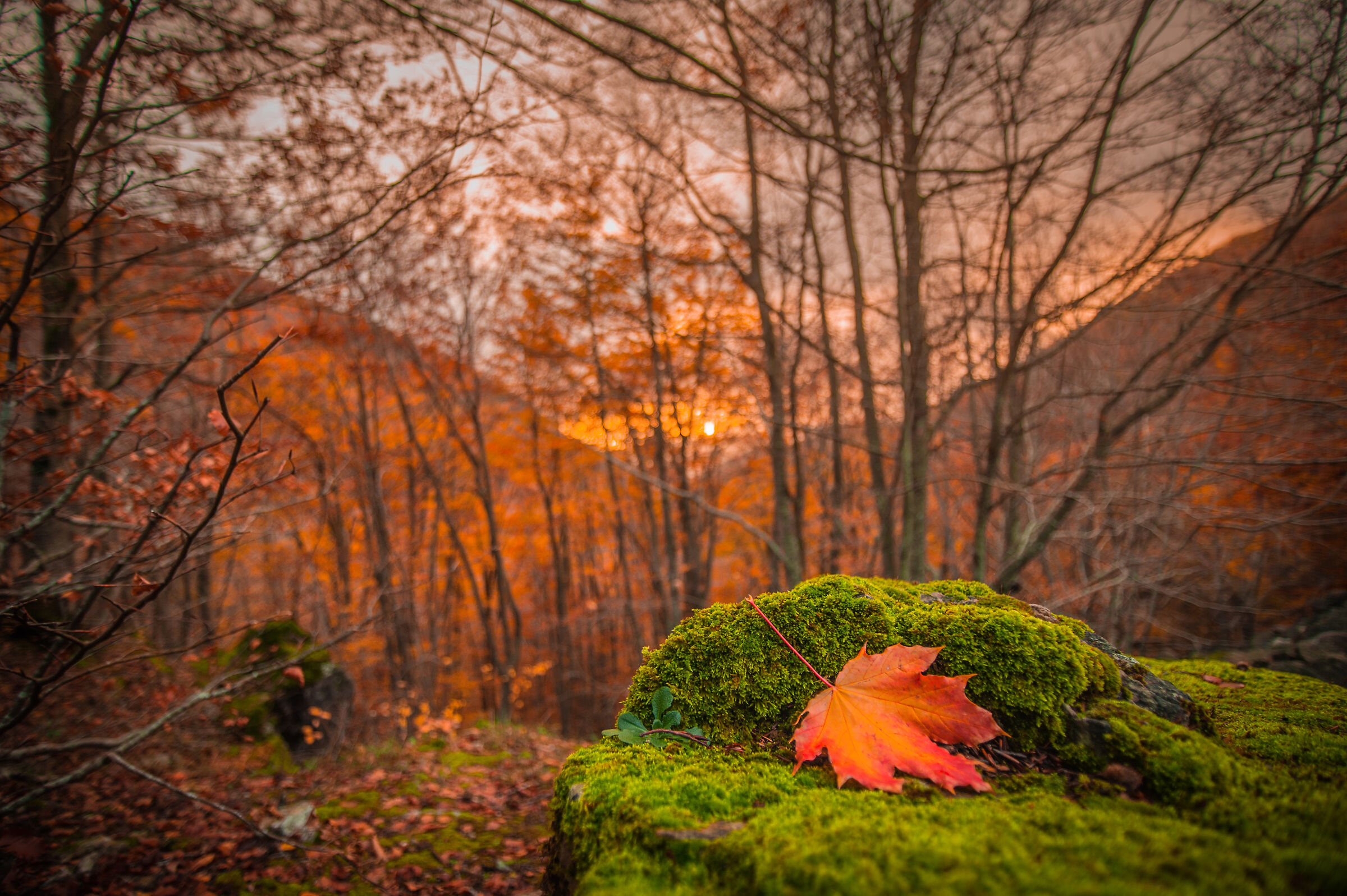 L'ultima foglia d'autunno