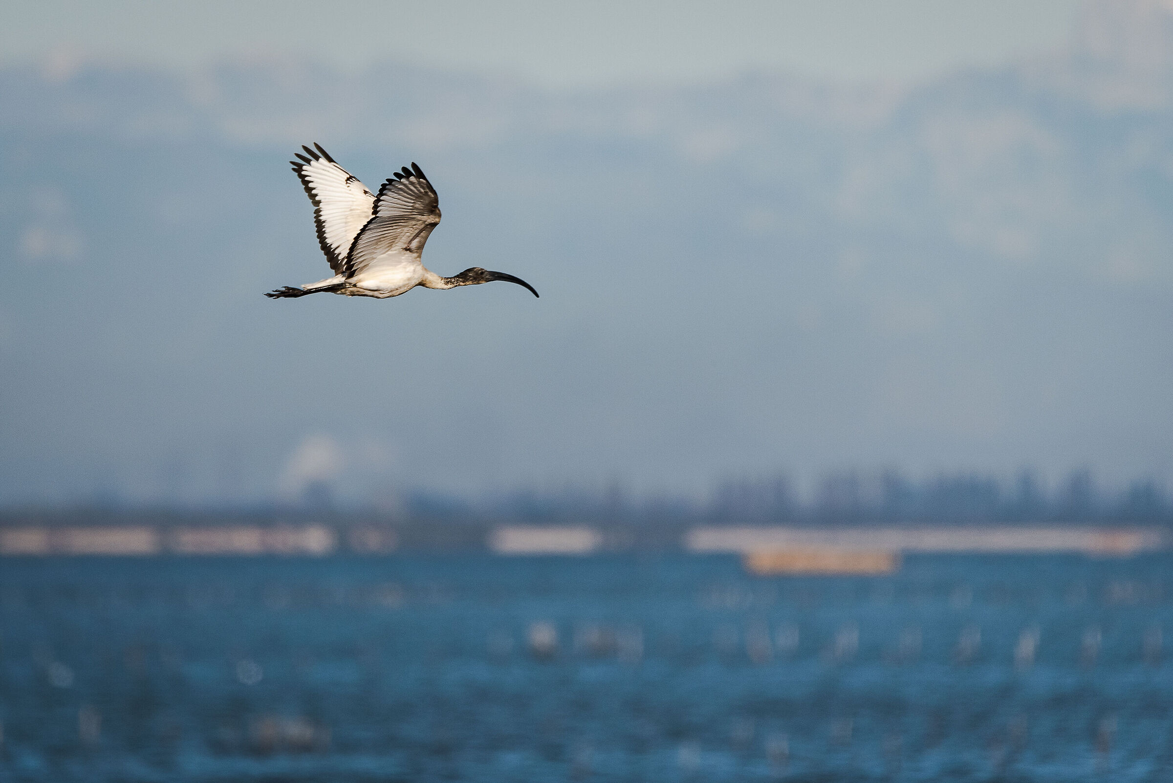 Ibis sacro