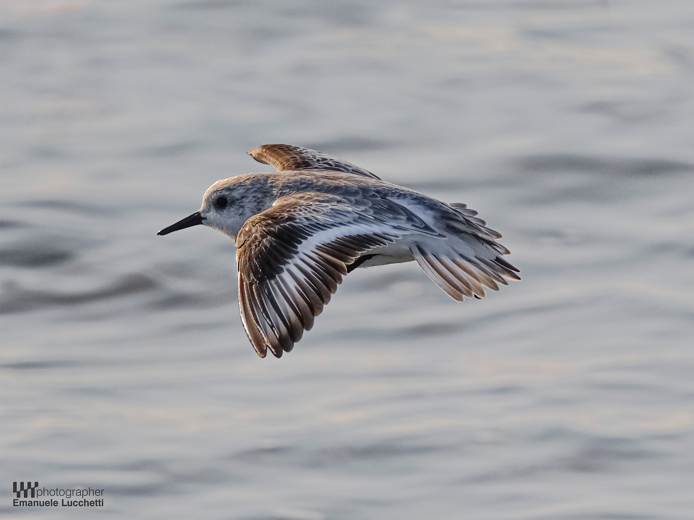 Piovanello tridattilo