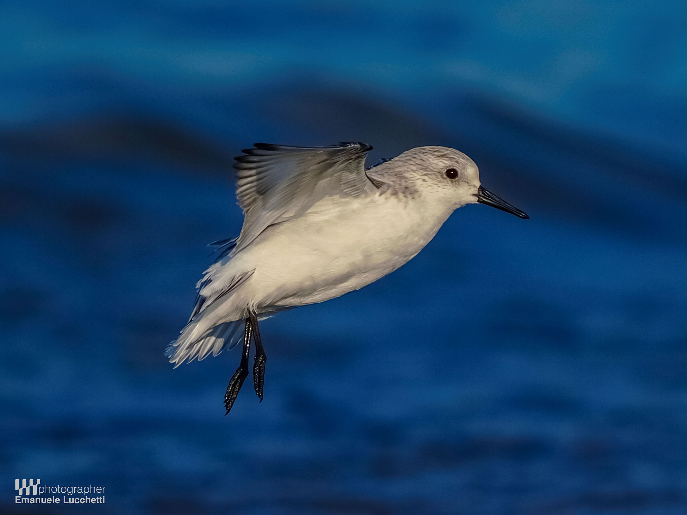 Three-toed sandpiper