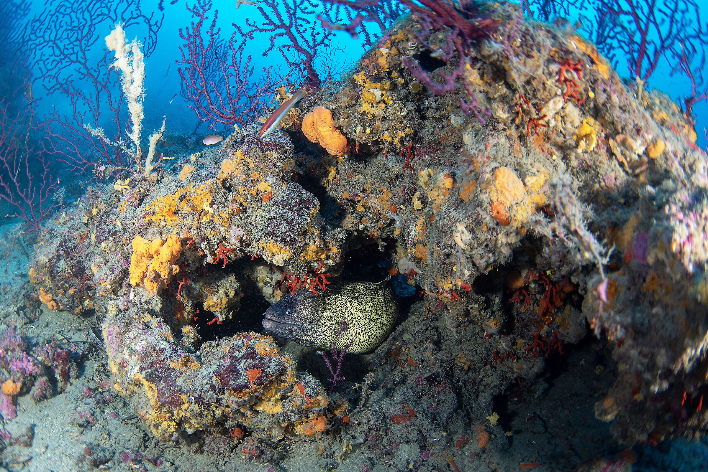Moray eel