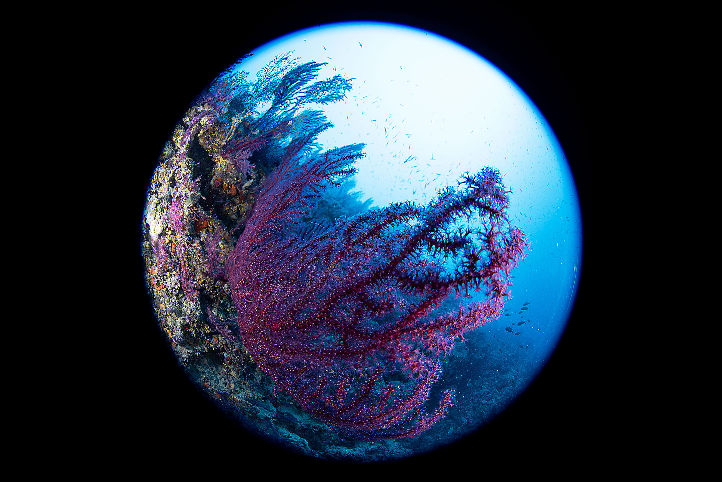 Gorgonians
