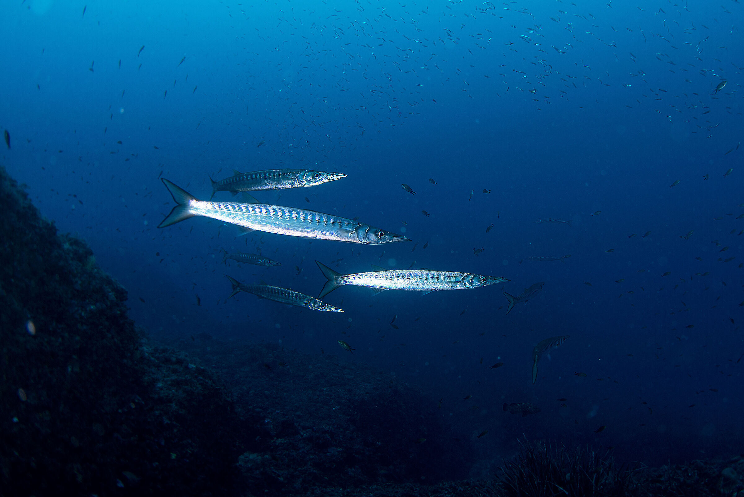 Barracuda