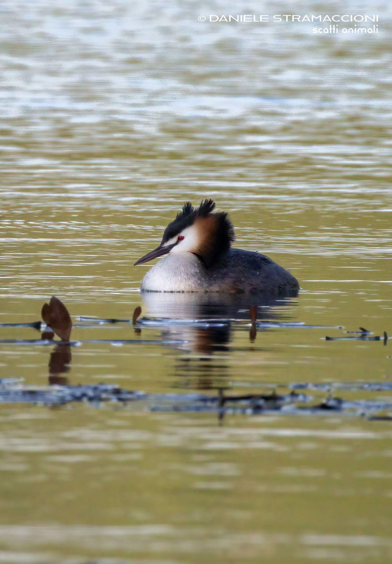 Great crested grebe