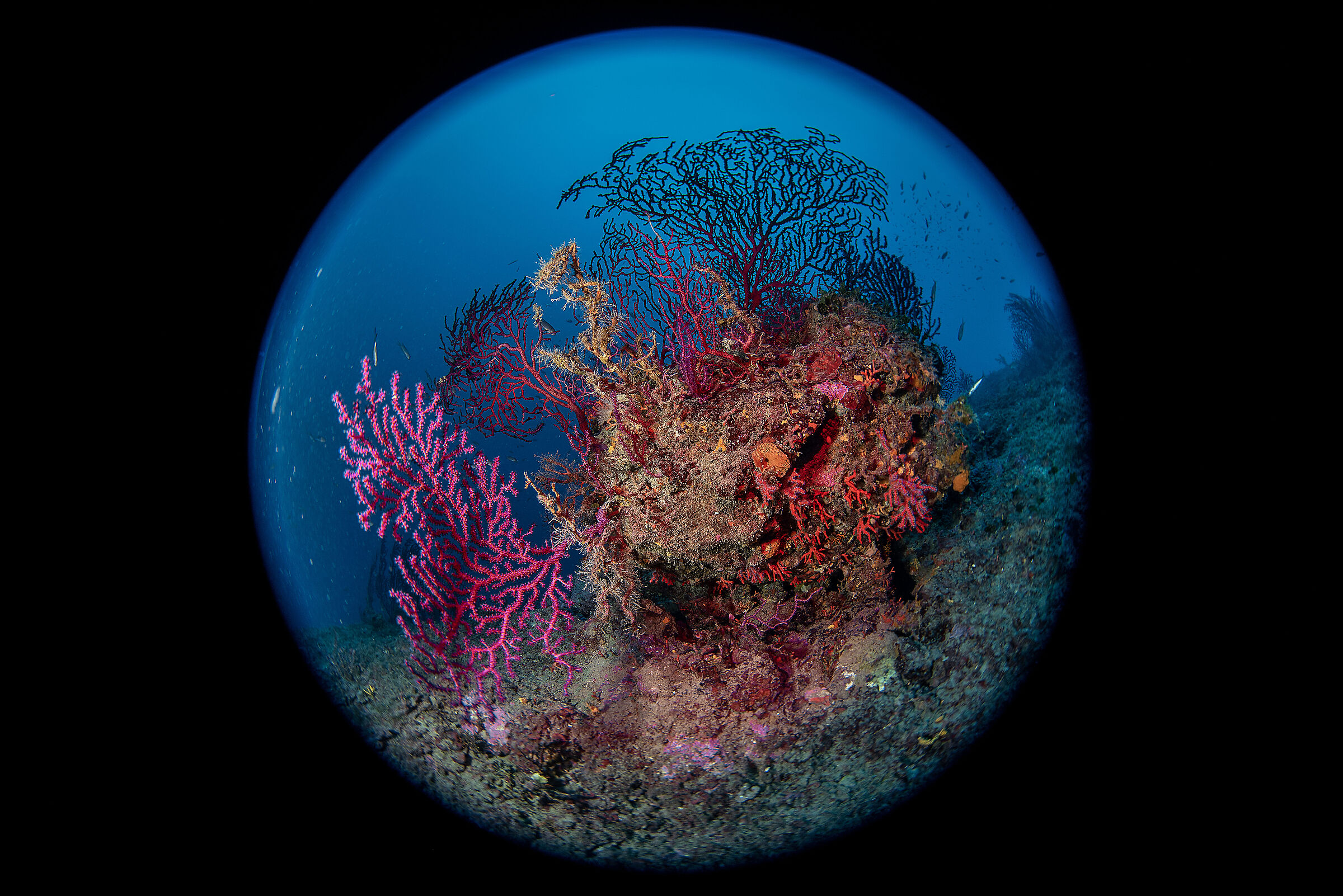 Gorgonians