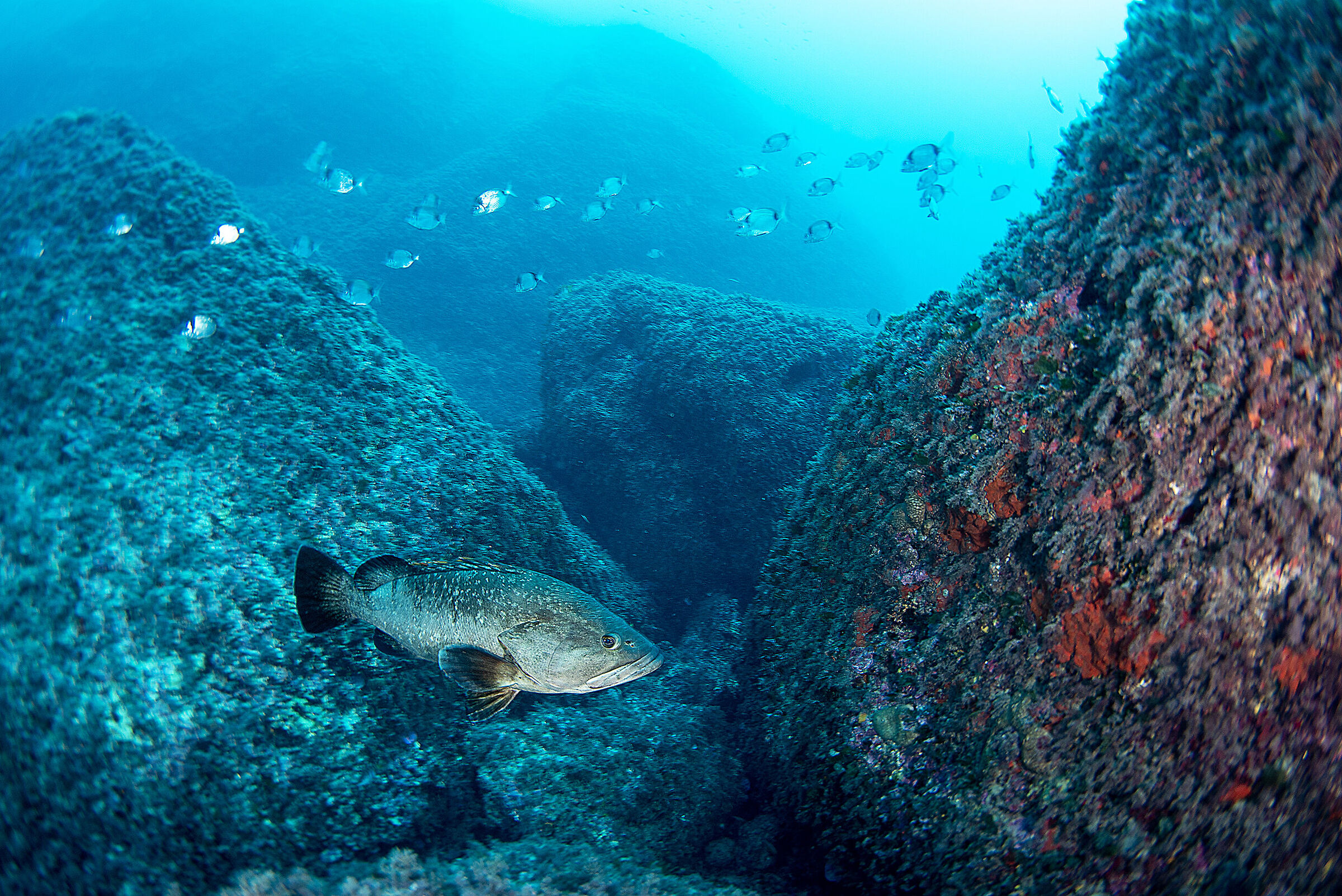 Grouper