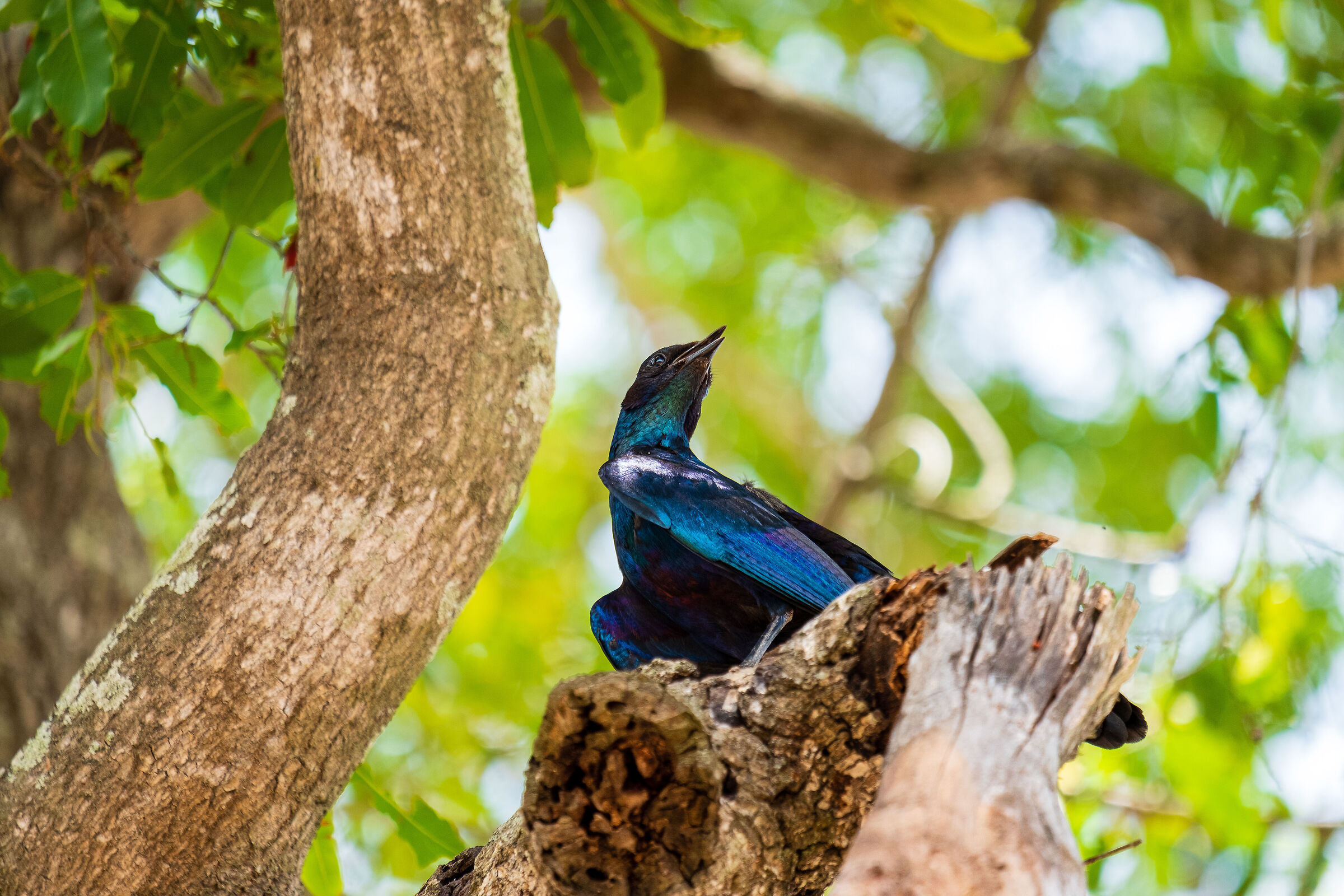 The colors of nature