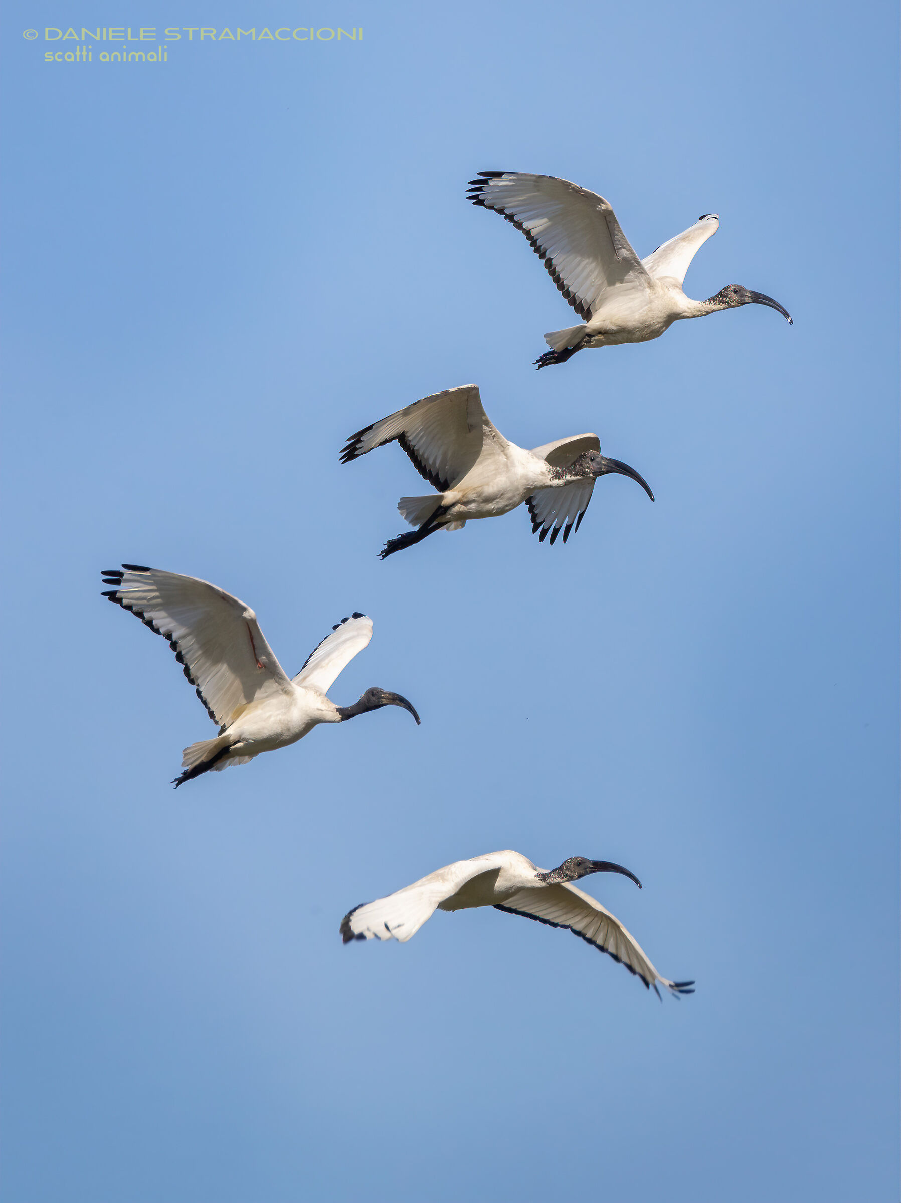 Sacred Ibis