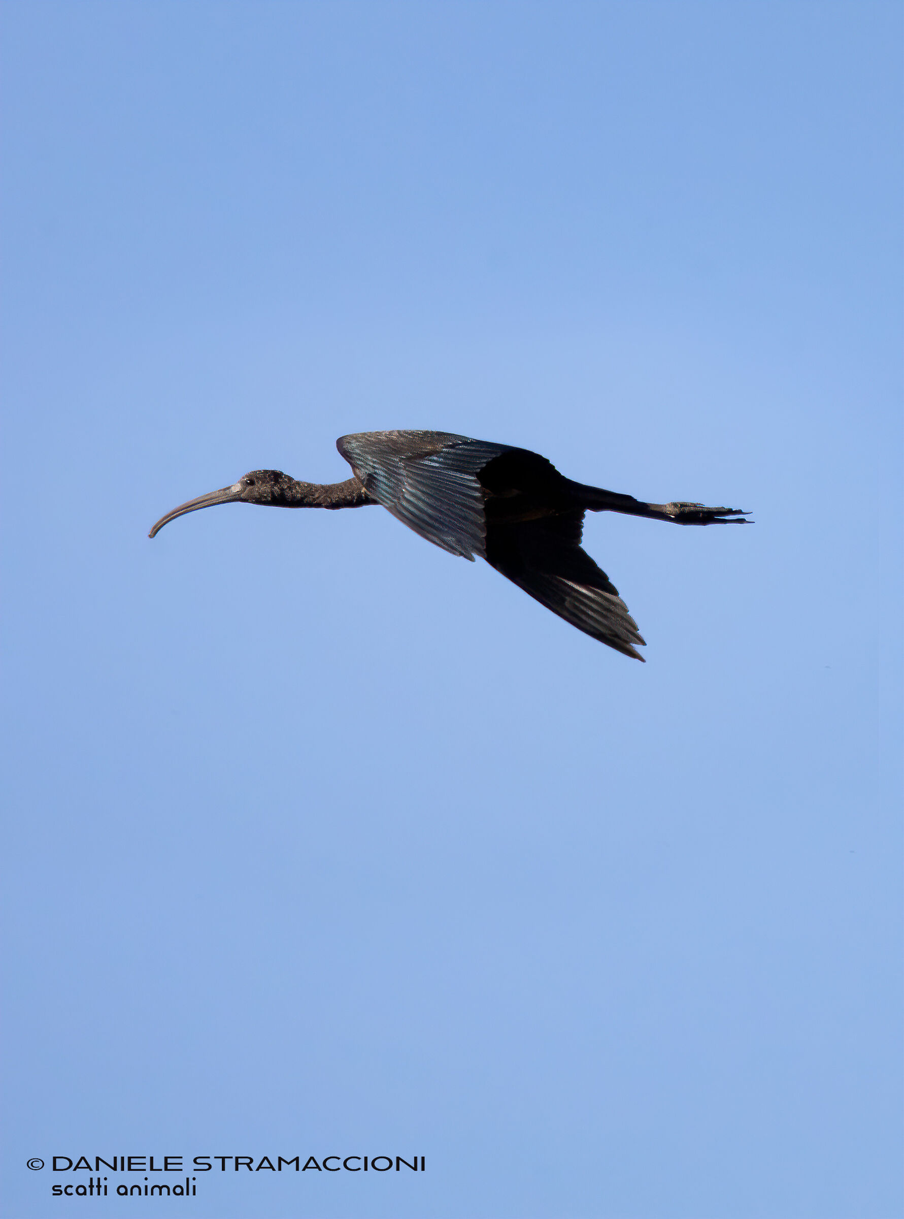 Glossy ibis