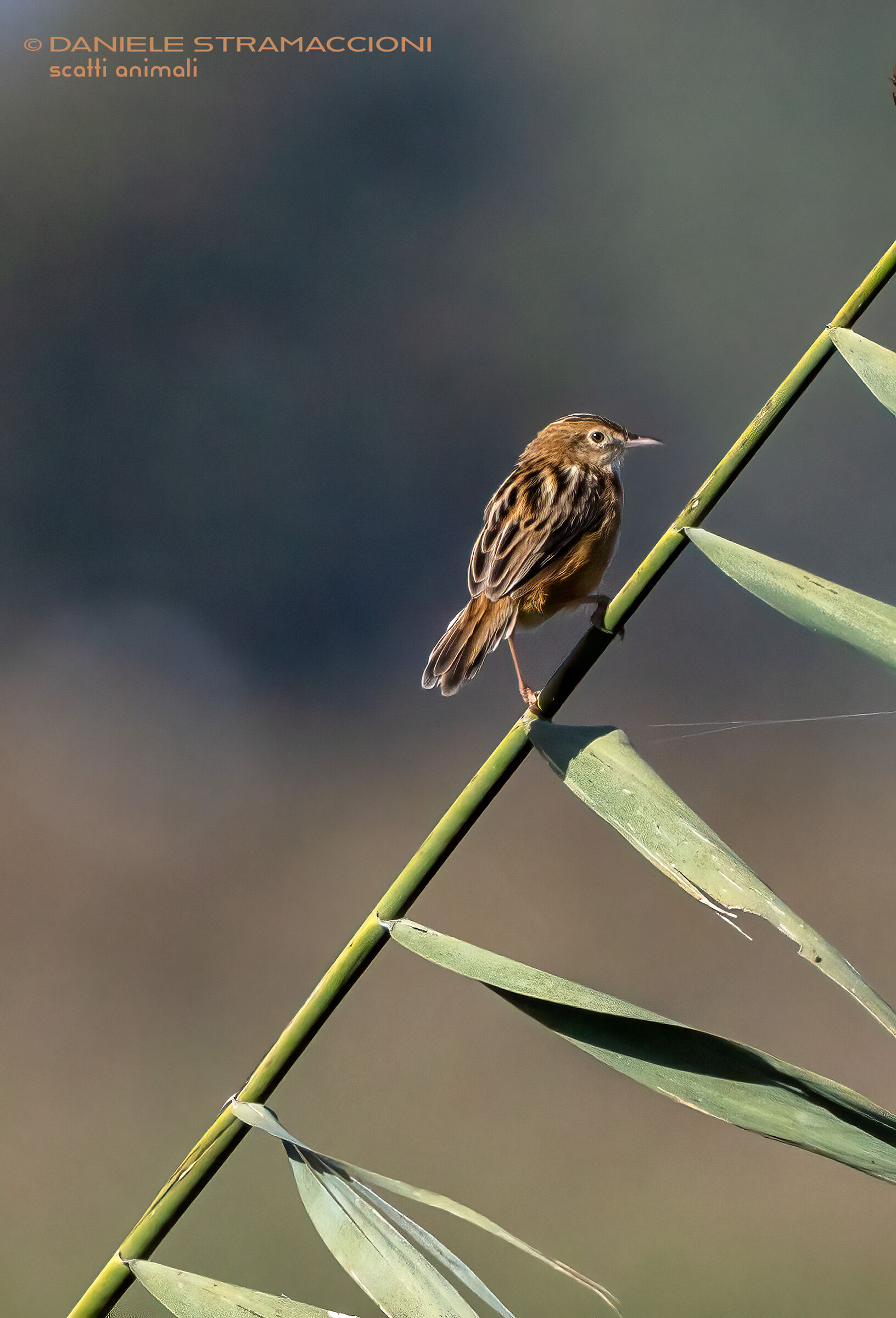 Snipe