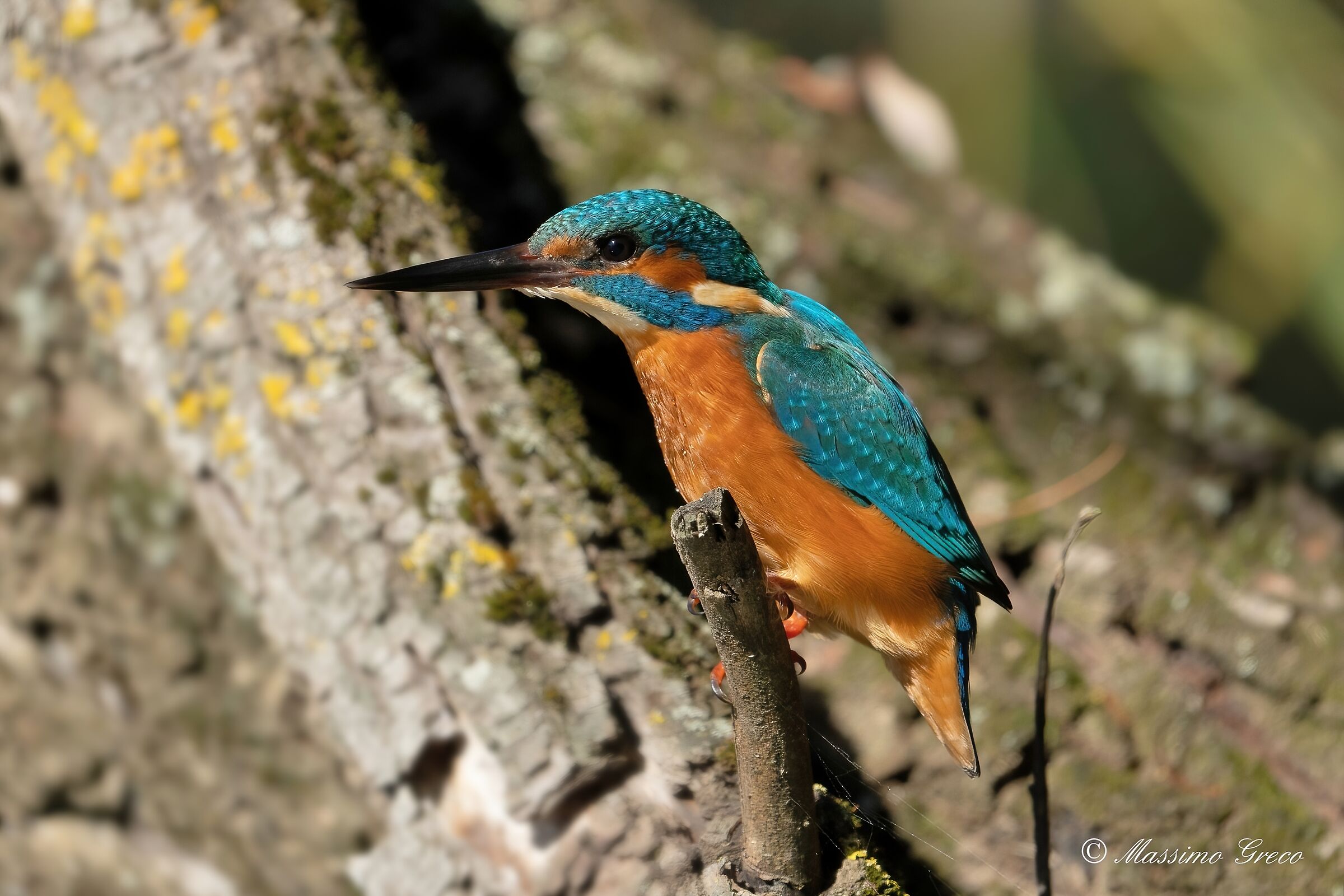 Kingfisher