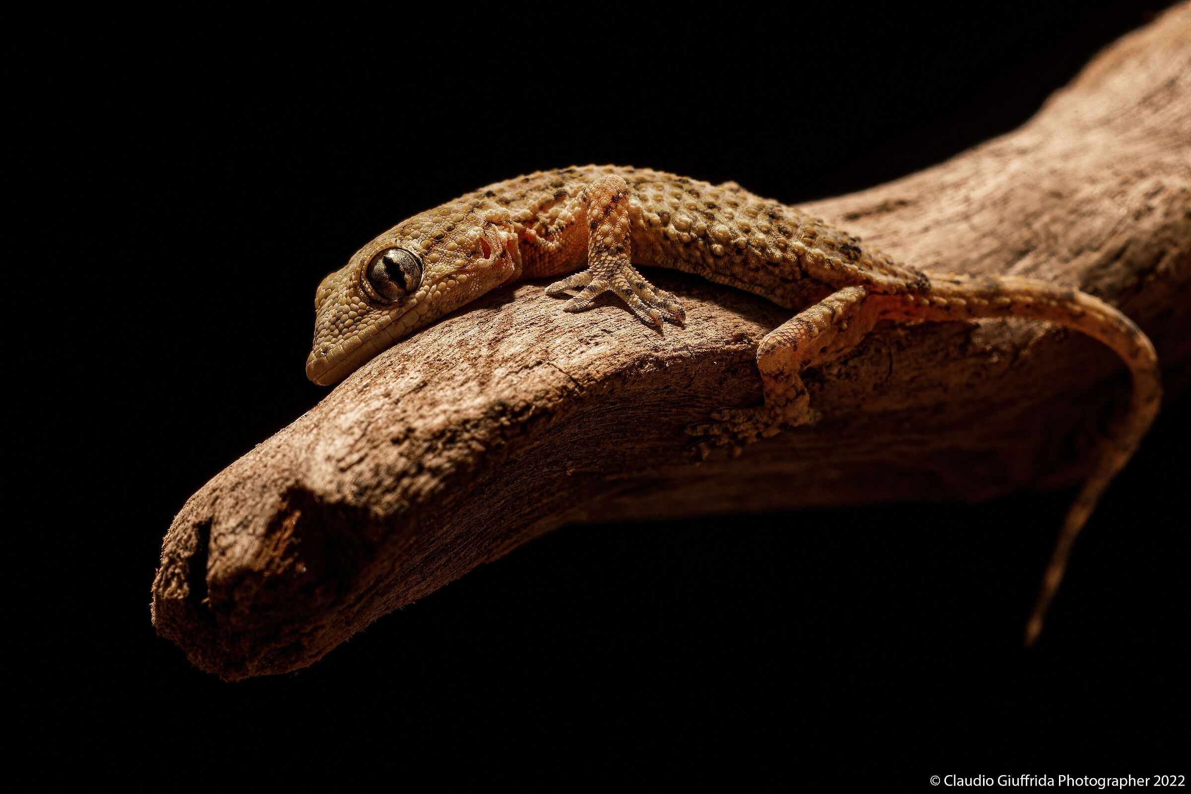 Tarentola mauritanica