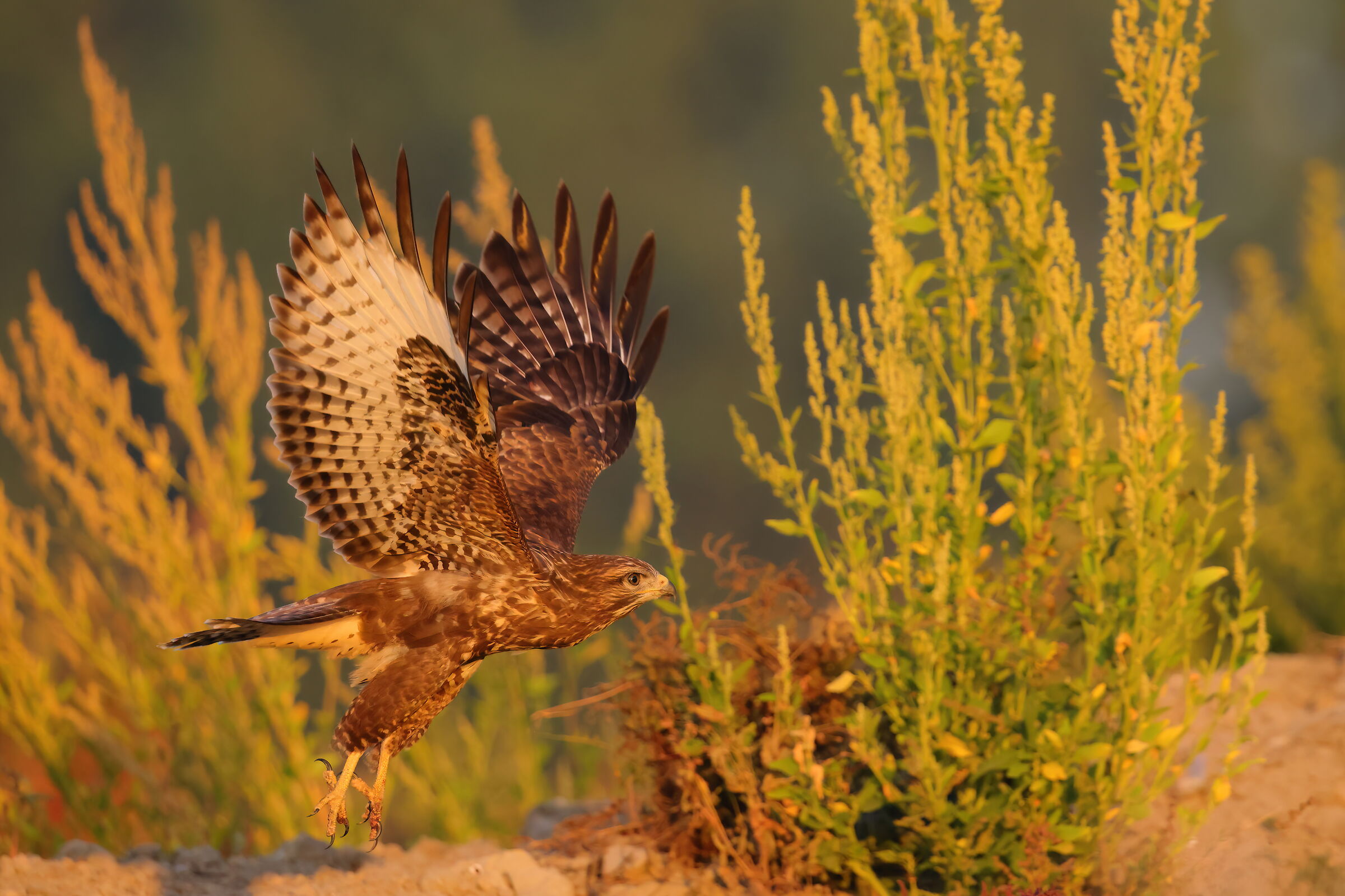 twilight with buzzard