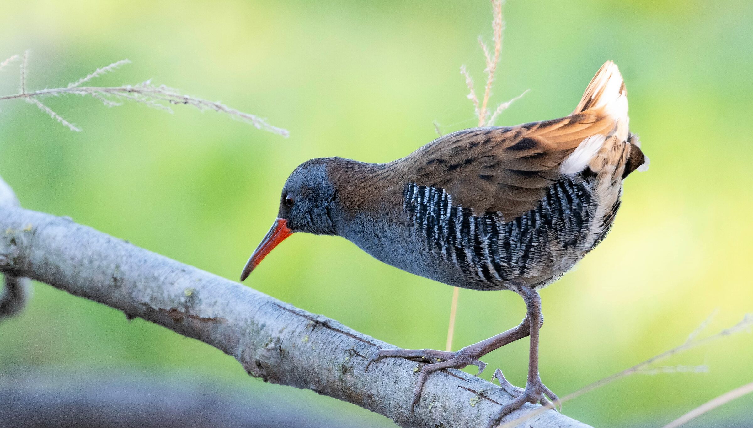 Water rail