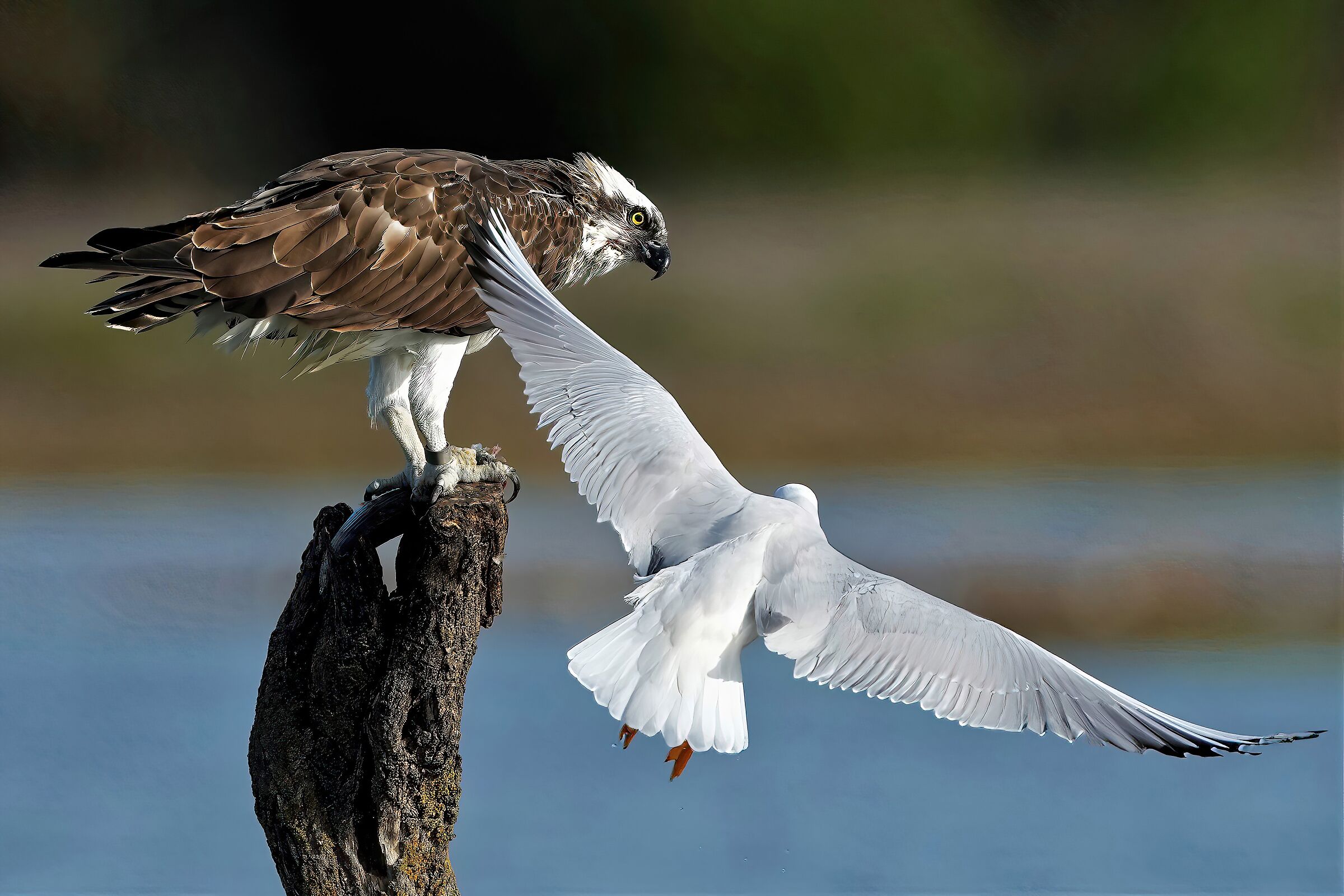 The attack of the seagull on the osprey