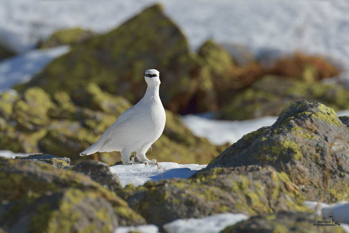 Ptarmigan